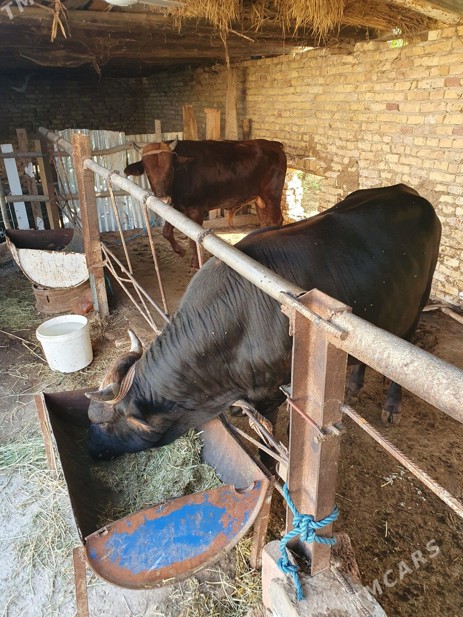 okuzler - Çärjew - img 1