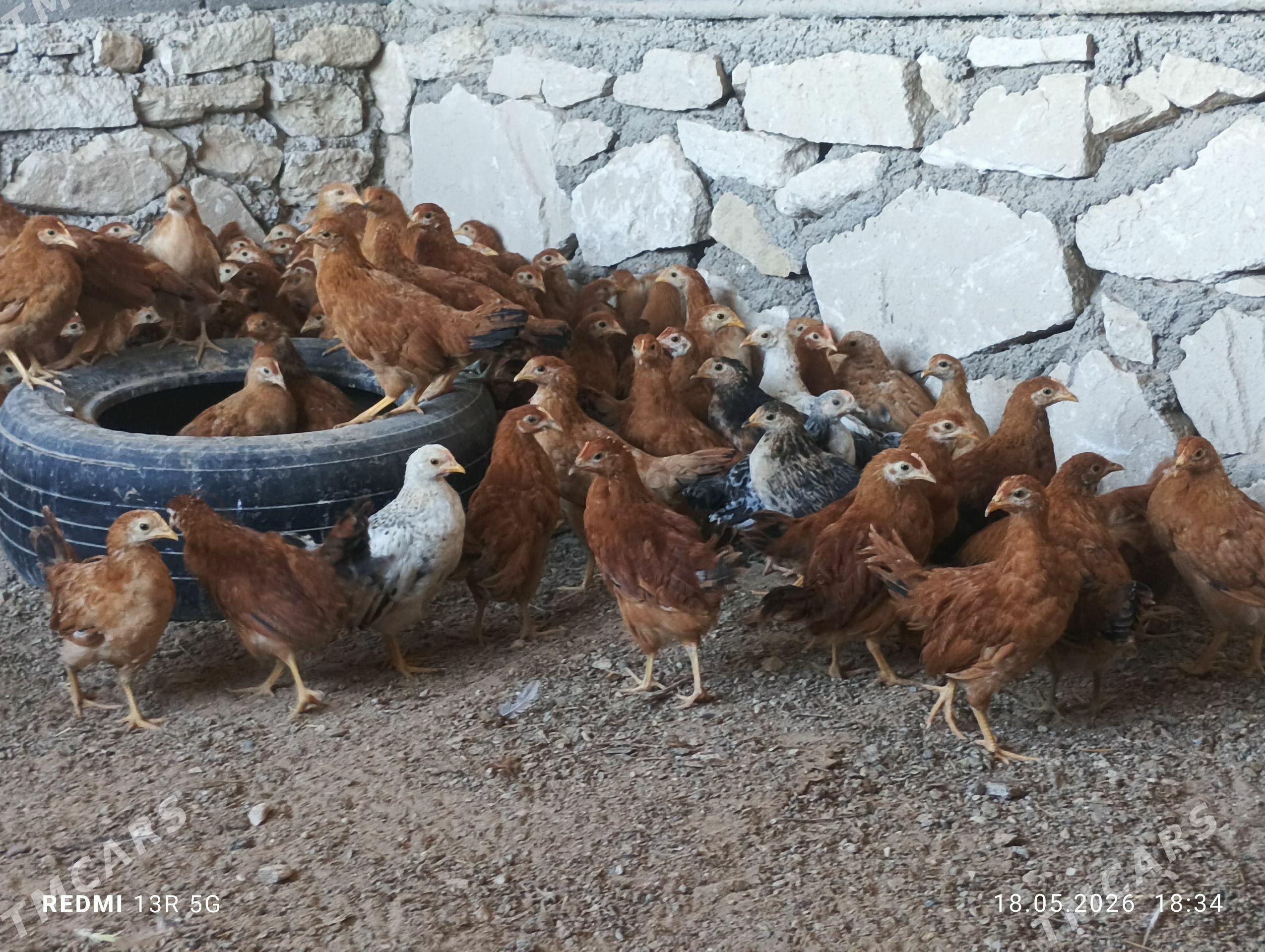 towuk juje - Türkmenbaşy - img 1