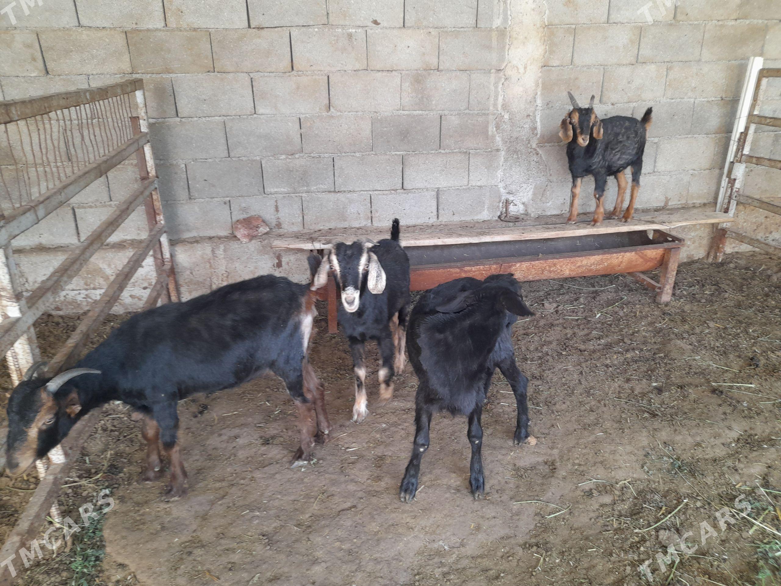 çebiş - Änew - img 1