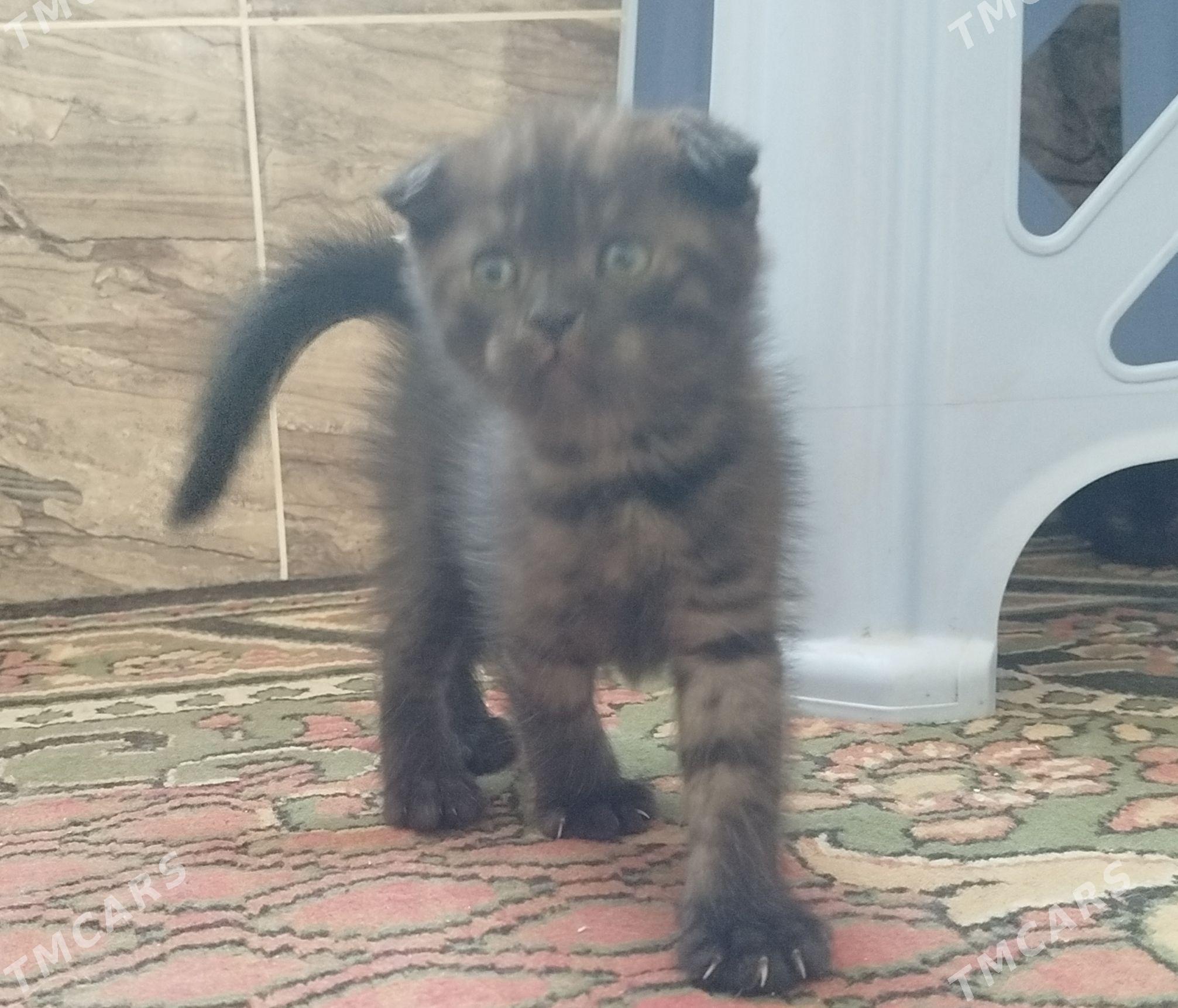 Котята - Seýdi - img 1