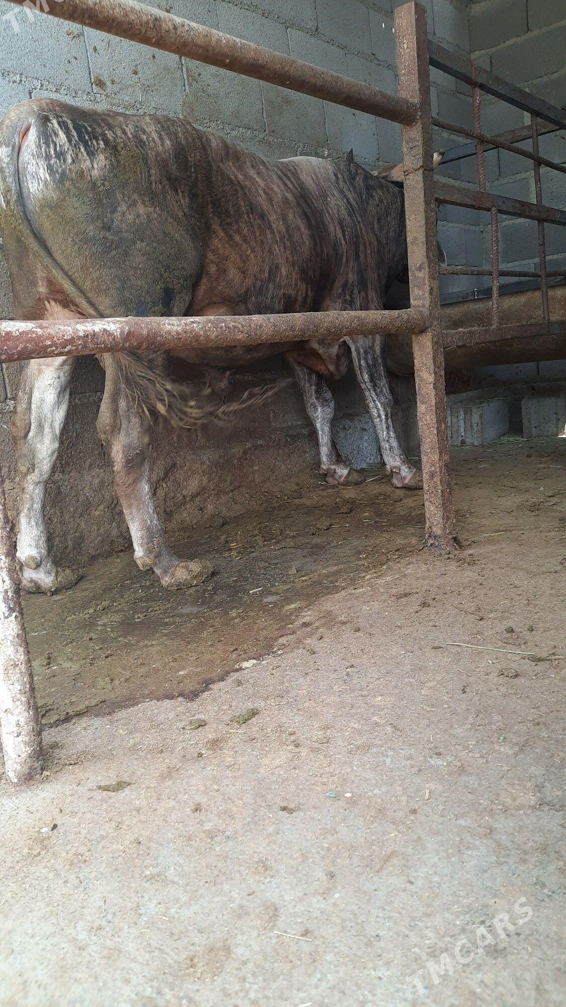 öküz - Bäherden - img 1