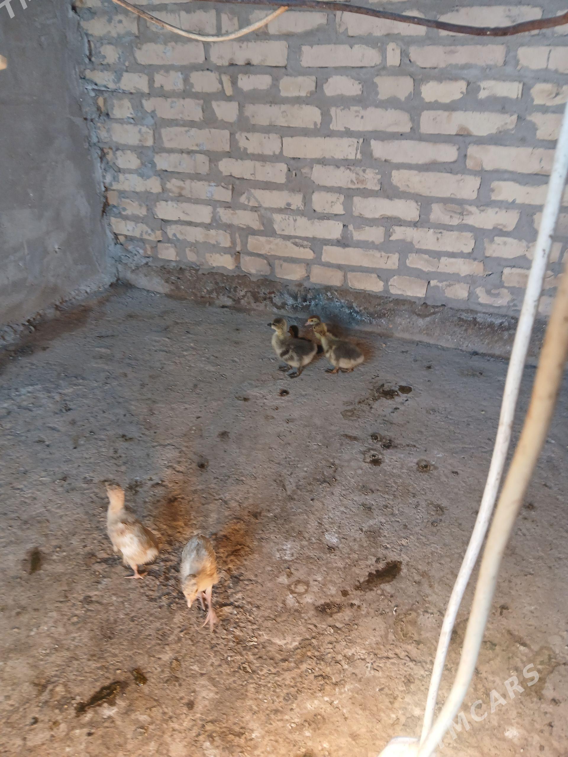 продаю - Туркменабат - img 1