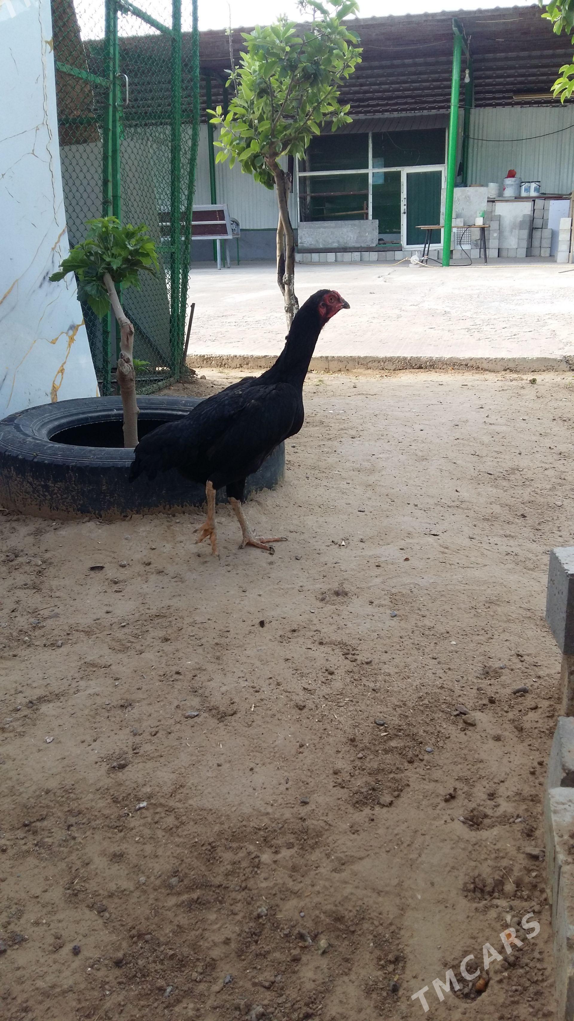 taşgent mäki - Täze zaman - img 1