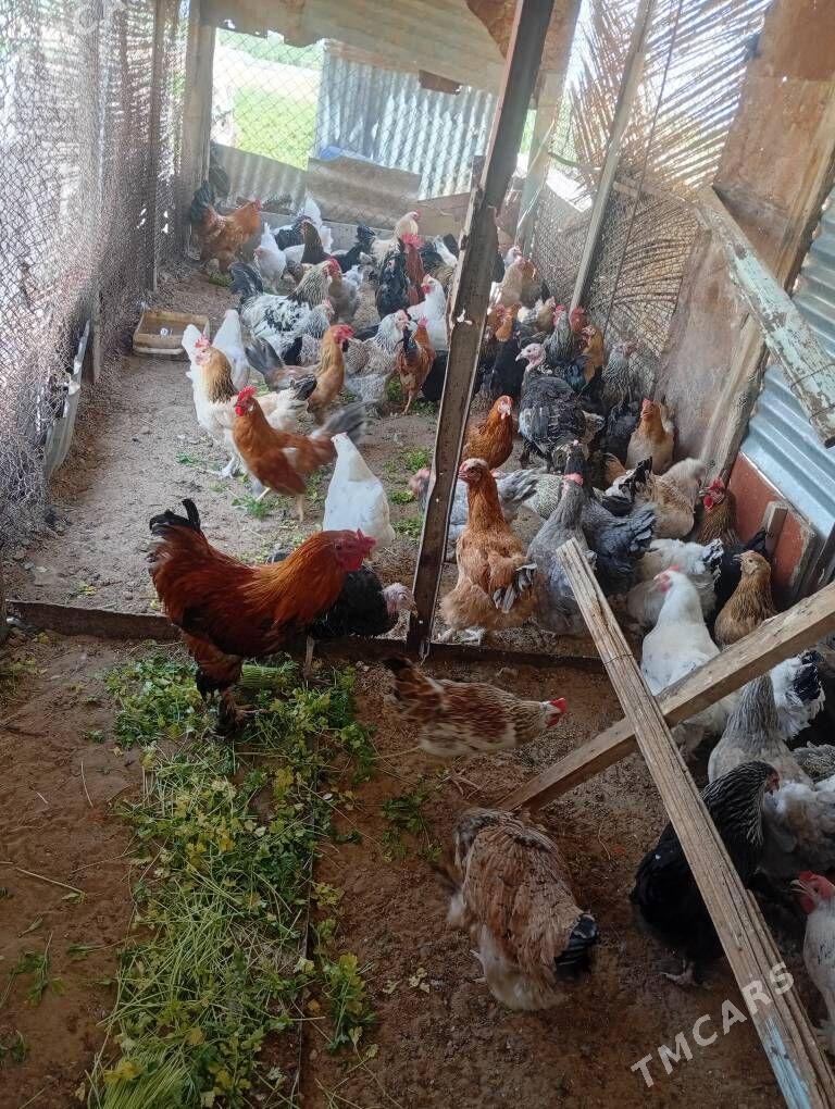 Yas Towuklar - Wekilbazar - img 1