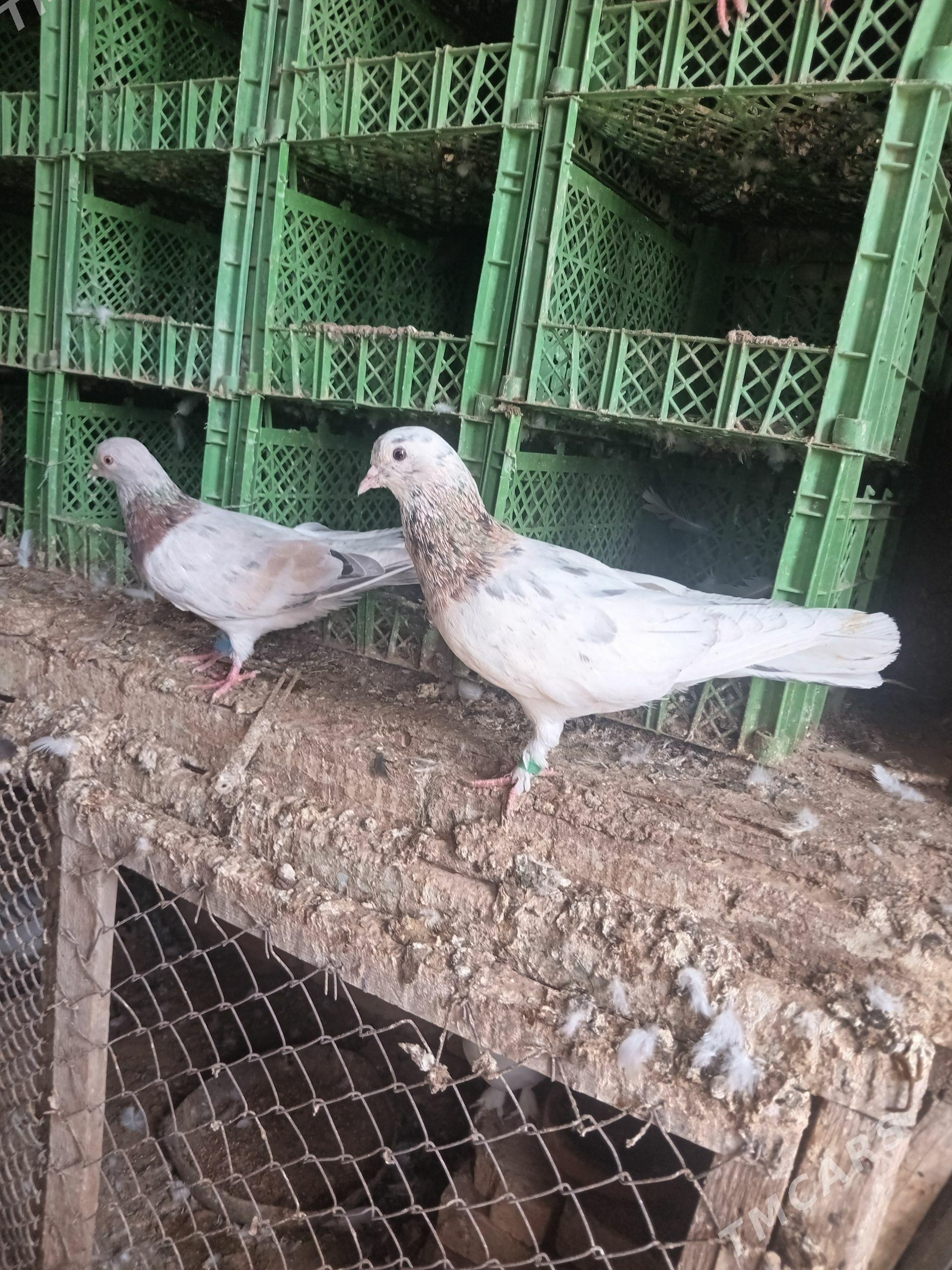 kepderi - Sakarçäge - img 1