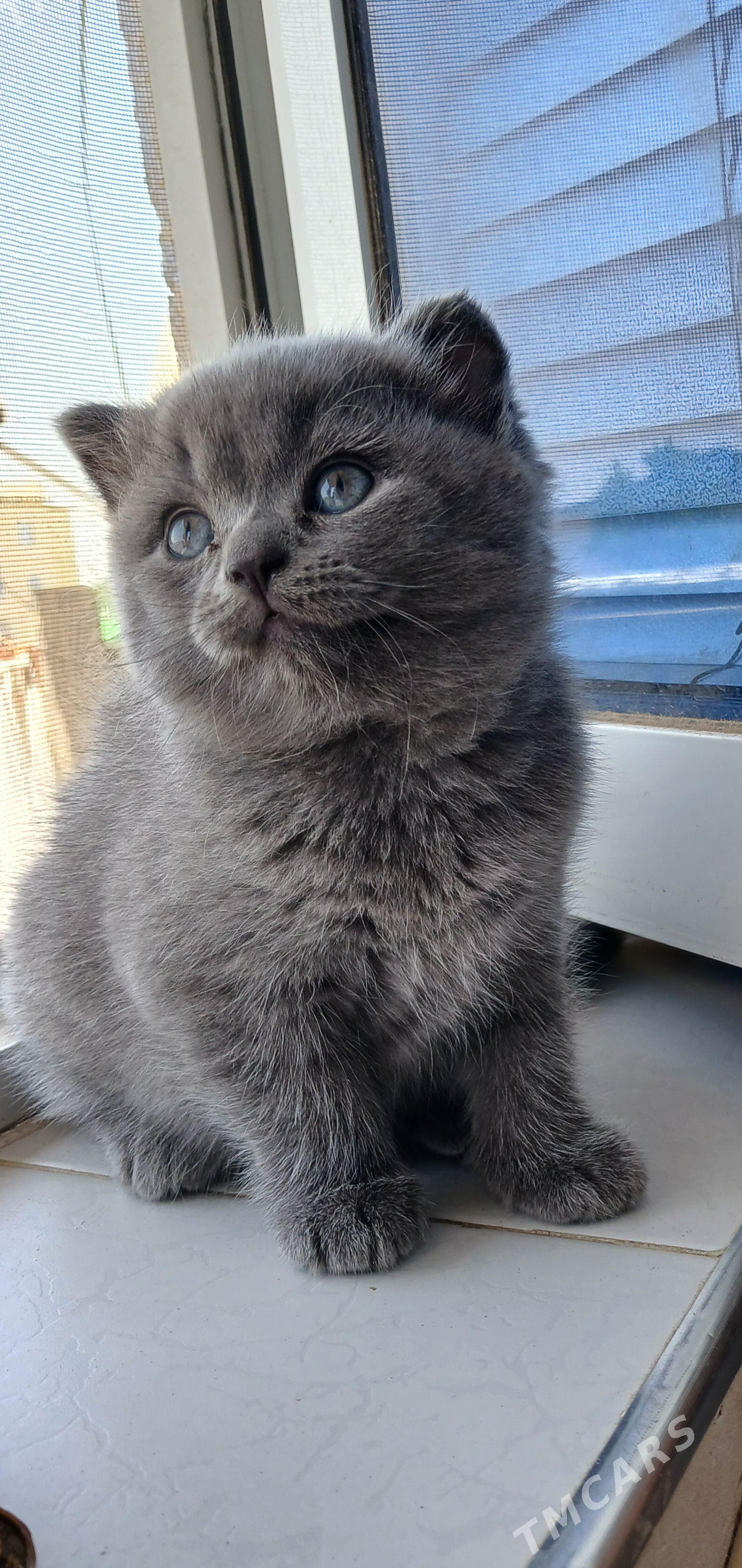 котята - Türkmenabat - img 1