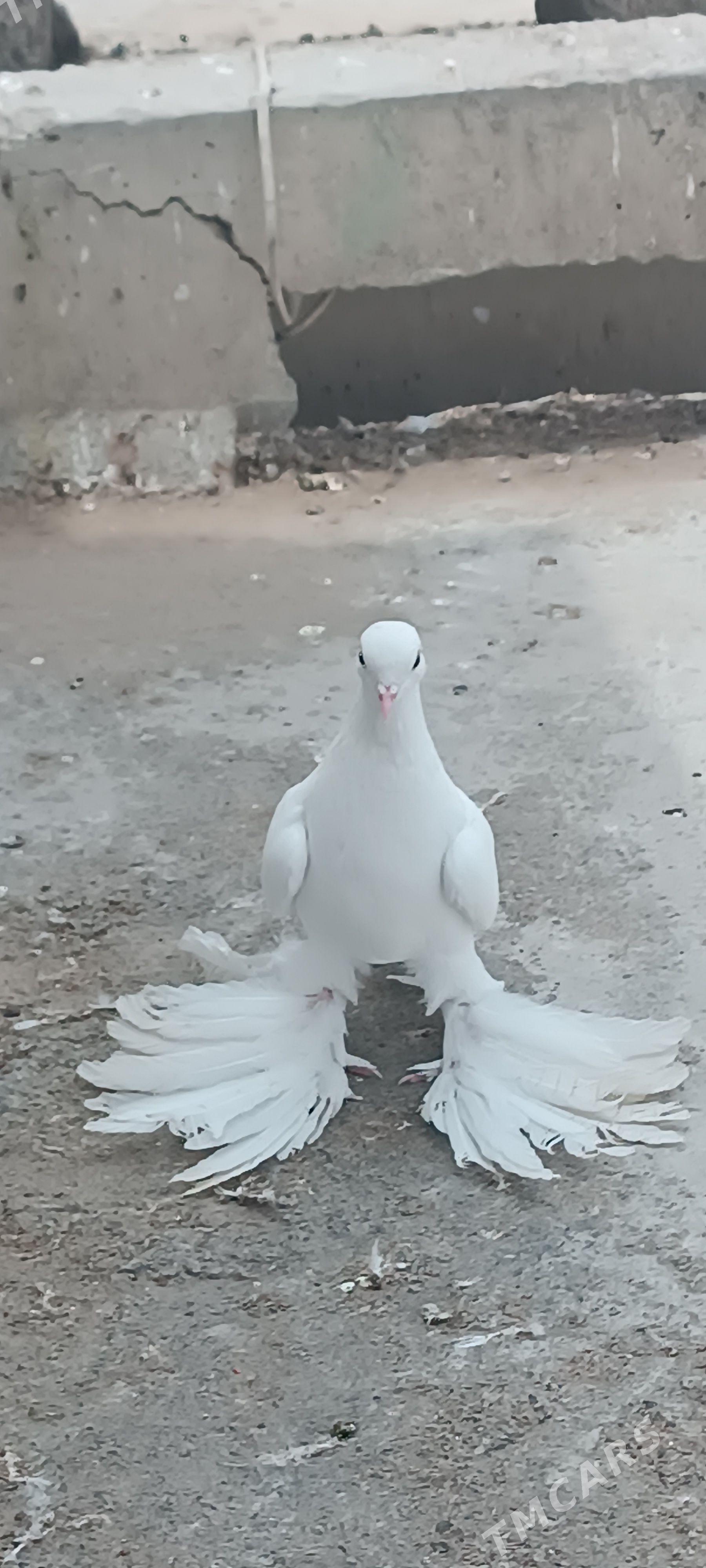 kepderi - Aşgabat - img 1
