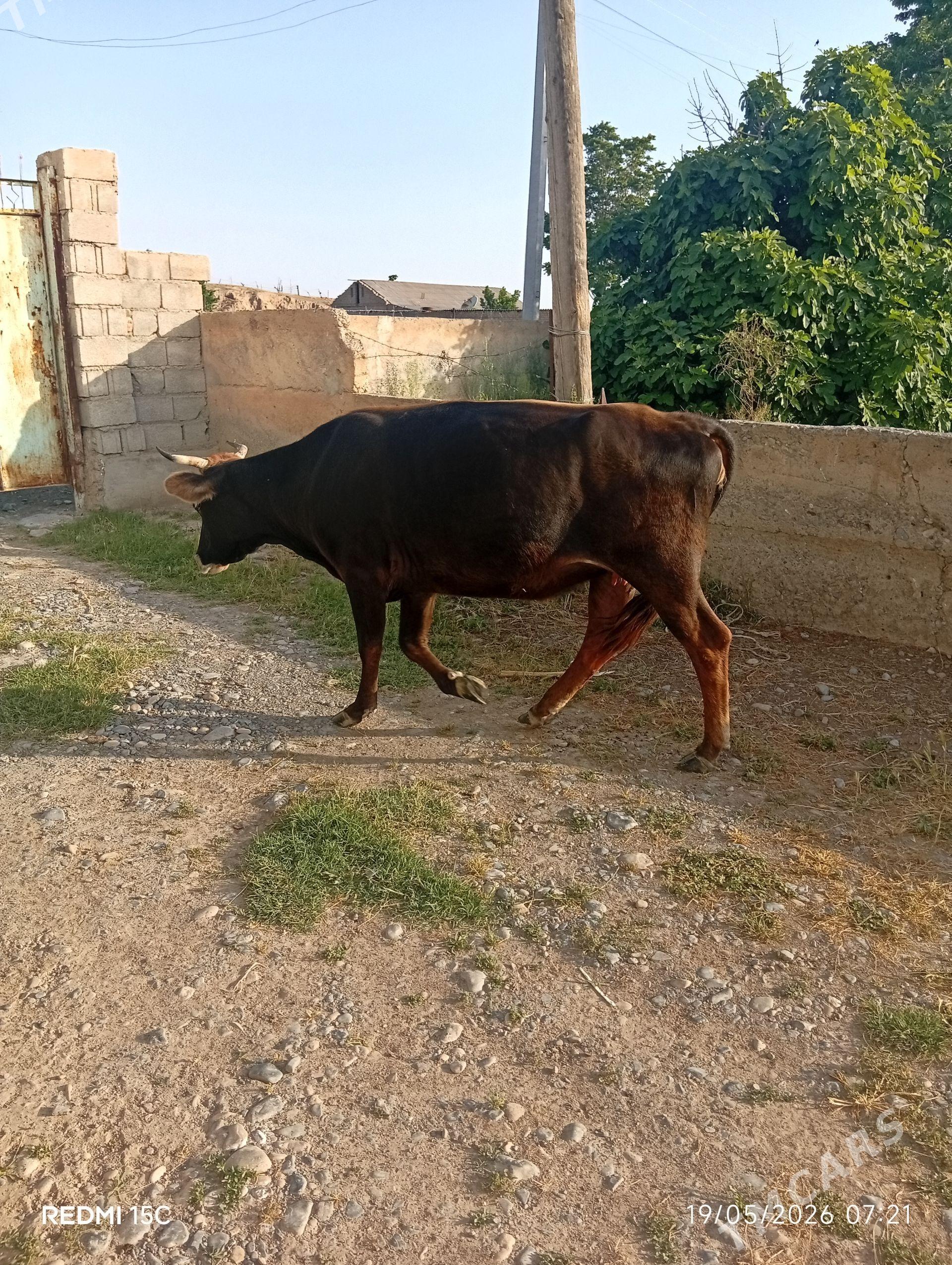 Sygyr - Kaka - img 1