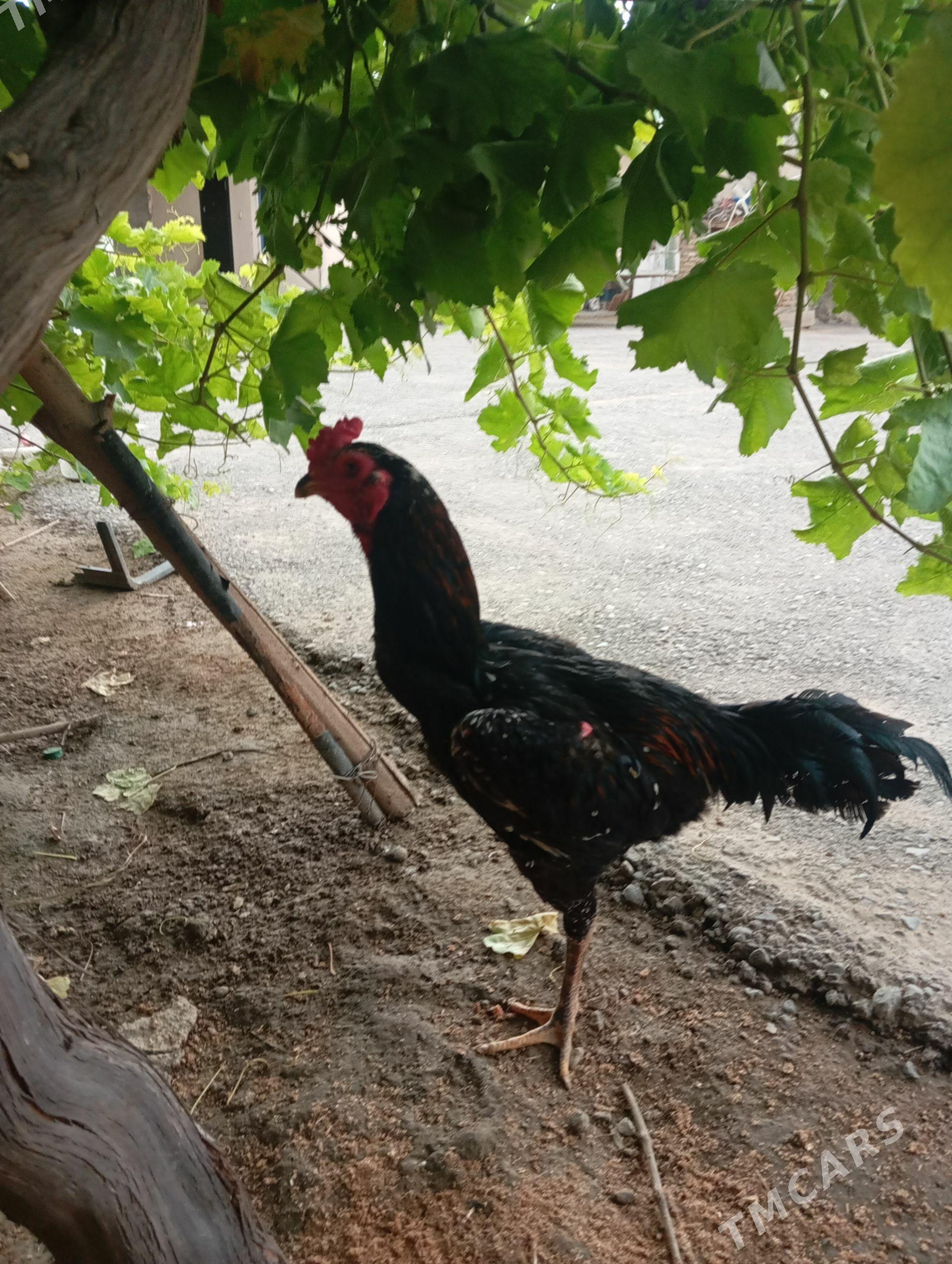 taşkent juije - Чоганлы - img 1