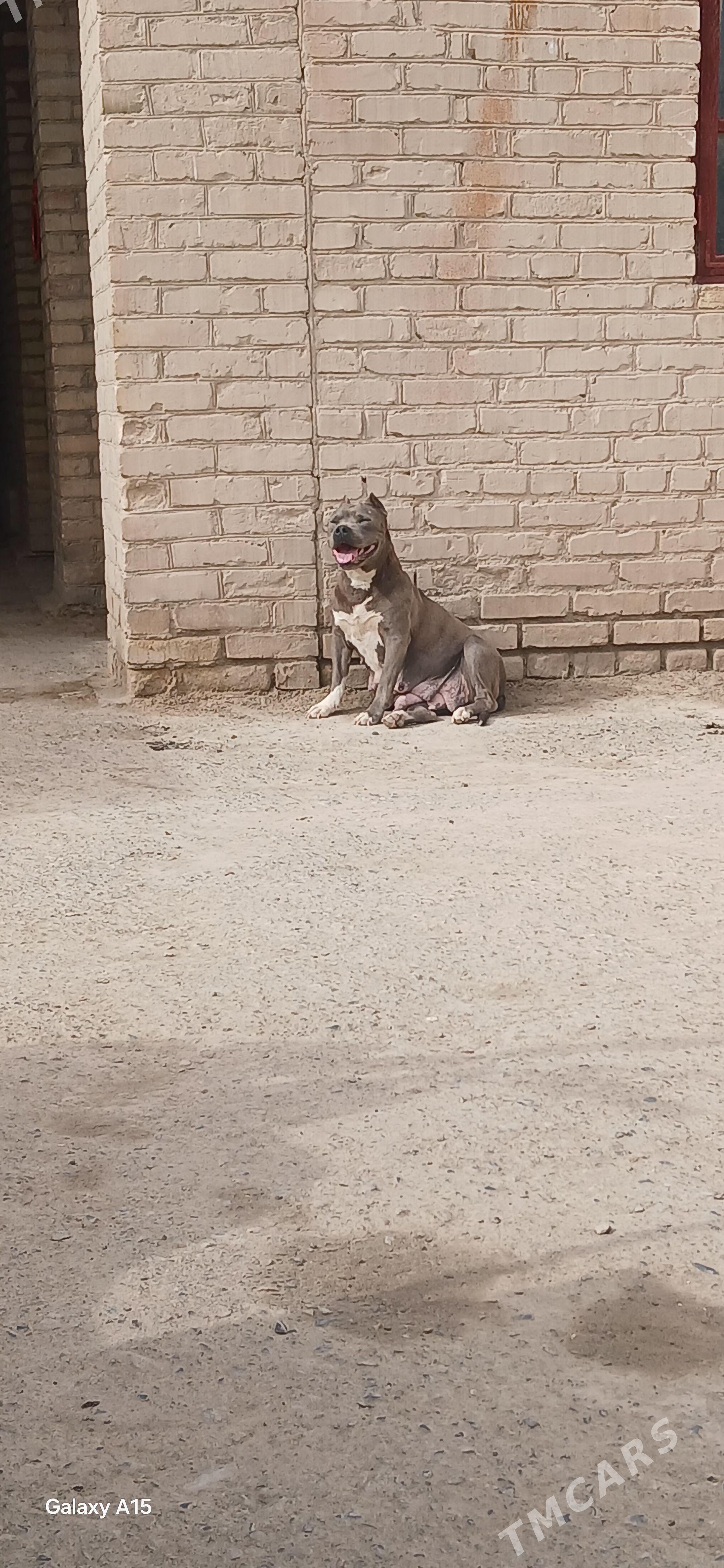 pitbul - Чарджоу - img 1
