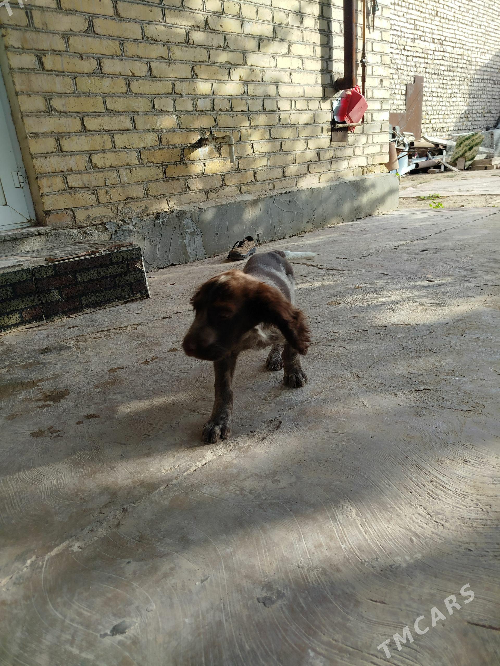 aw it - Саят - img 1