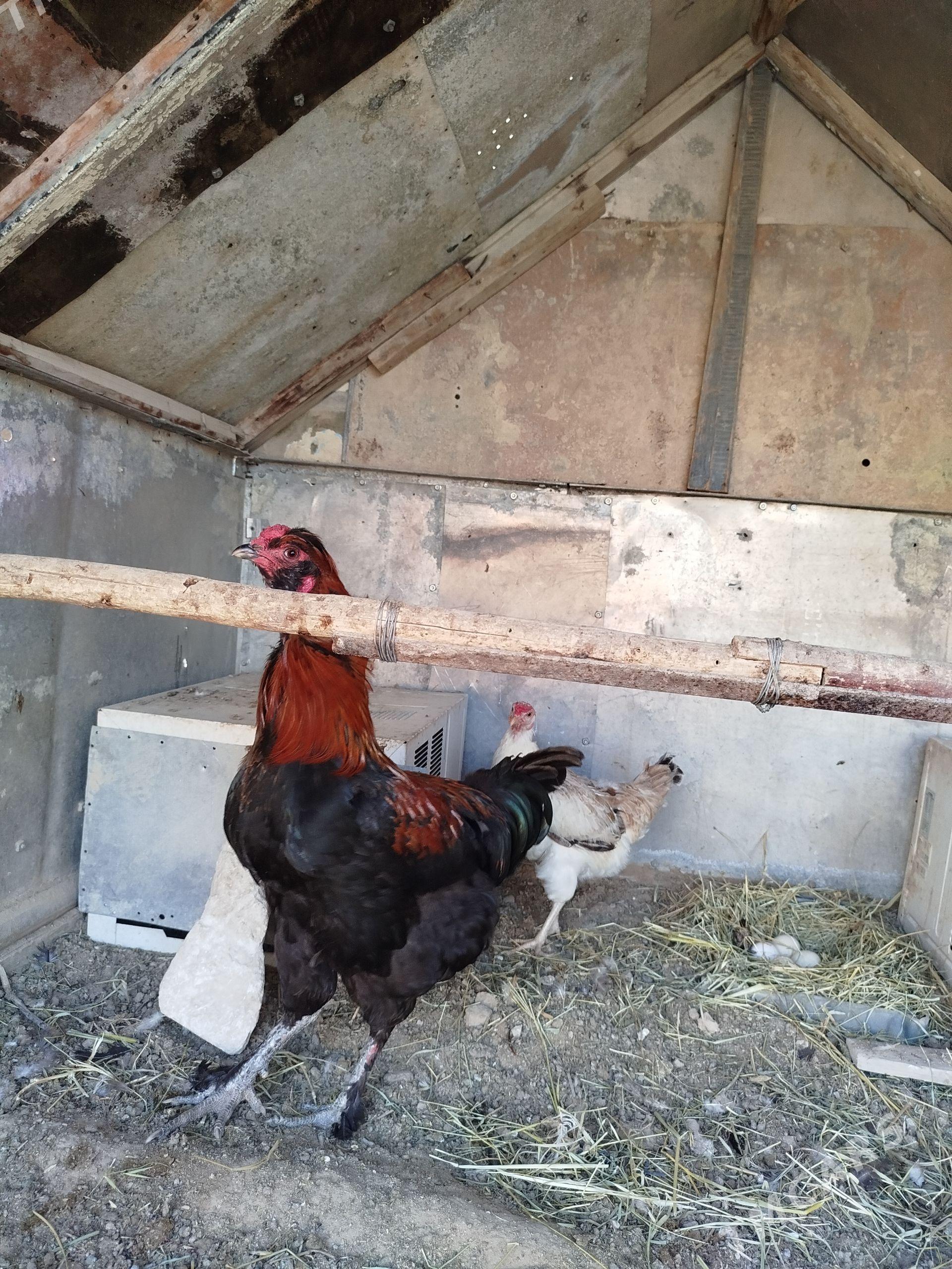 Horaz Horaz - Türkmenbaşy - img 1