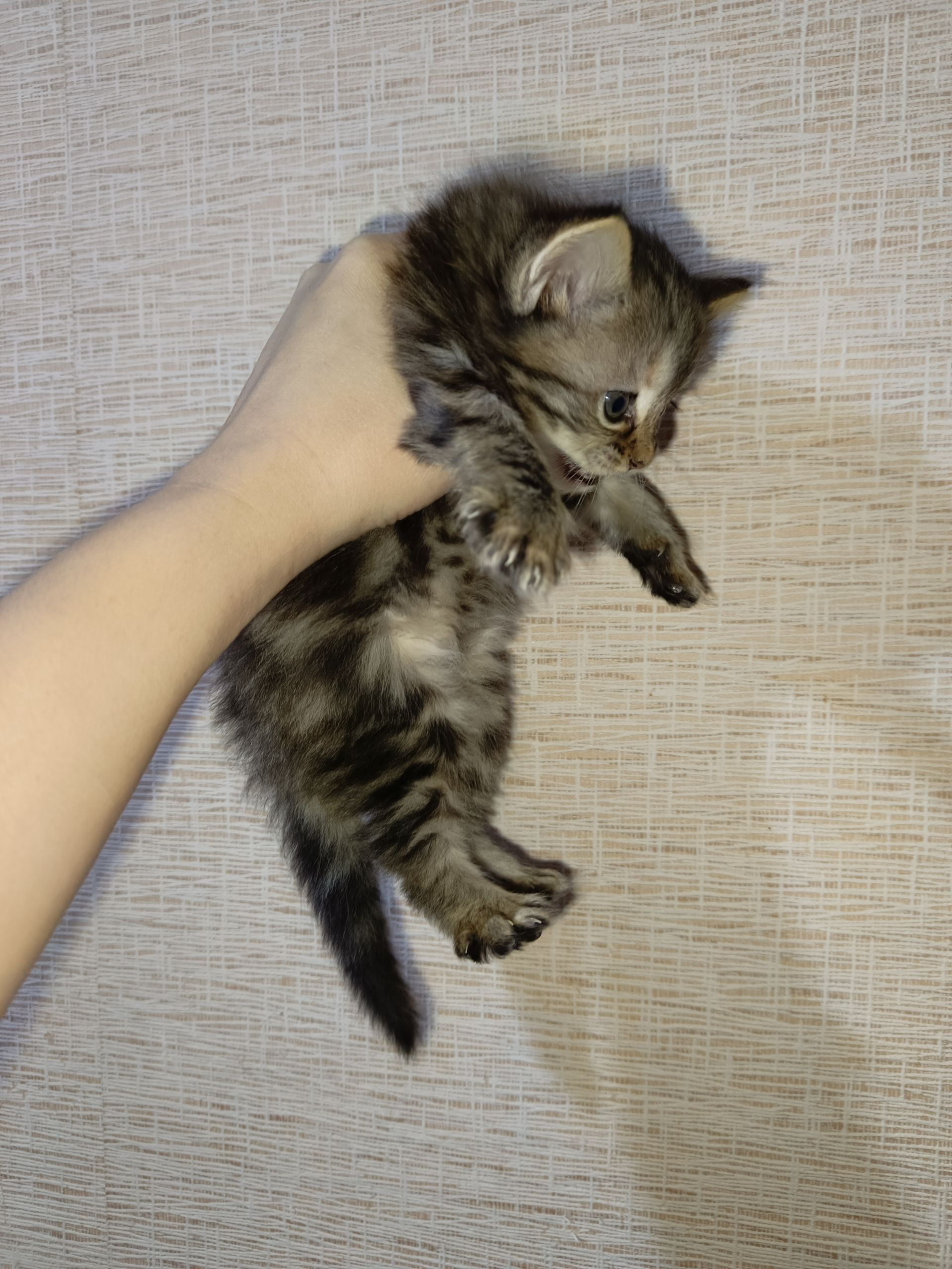 котенок девочка - Türkmenabat - img 1
