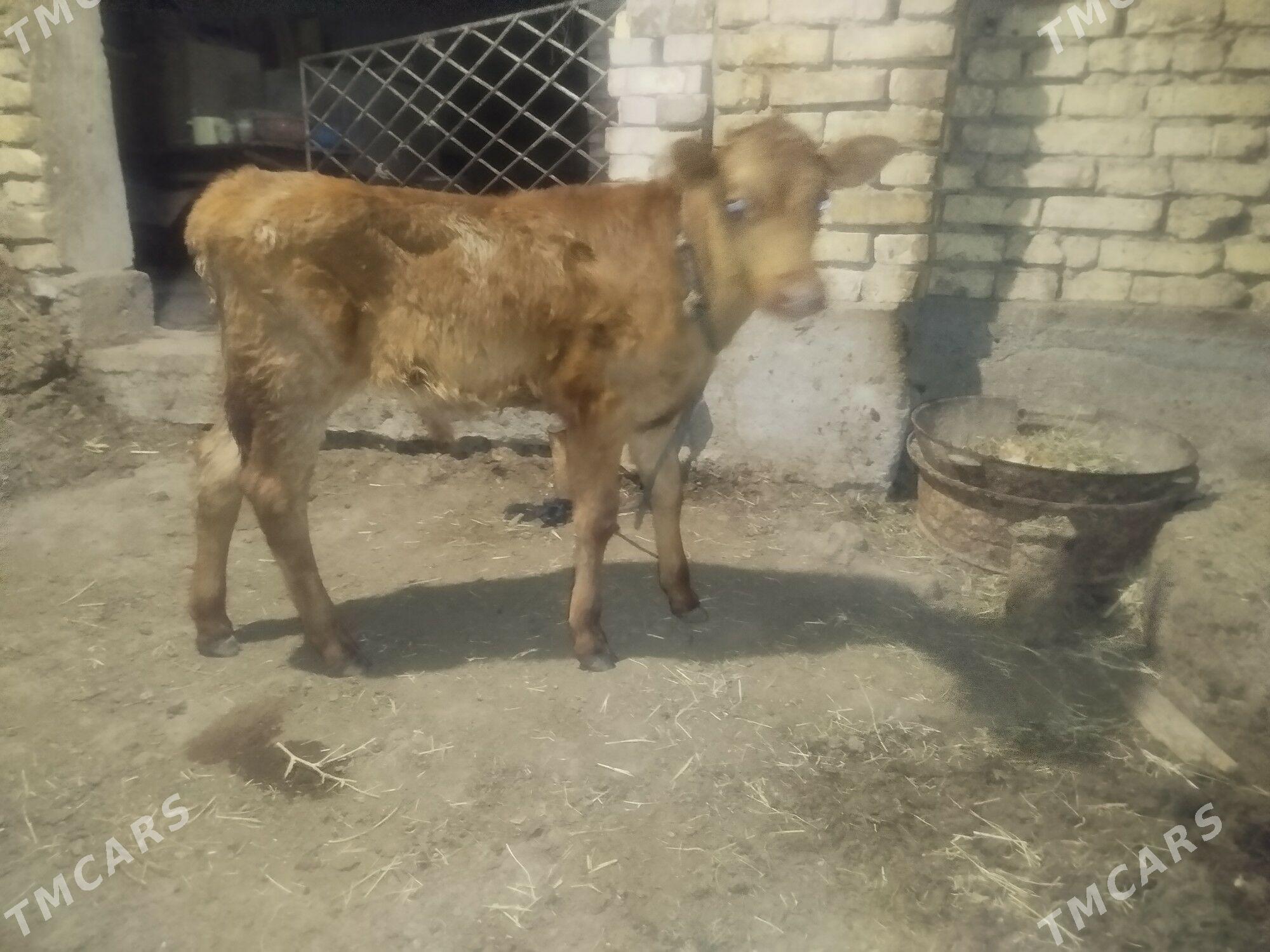 goleli sygyr - Tejen - img 1