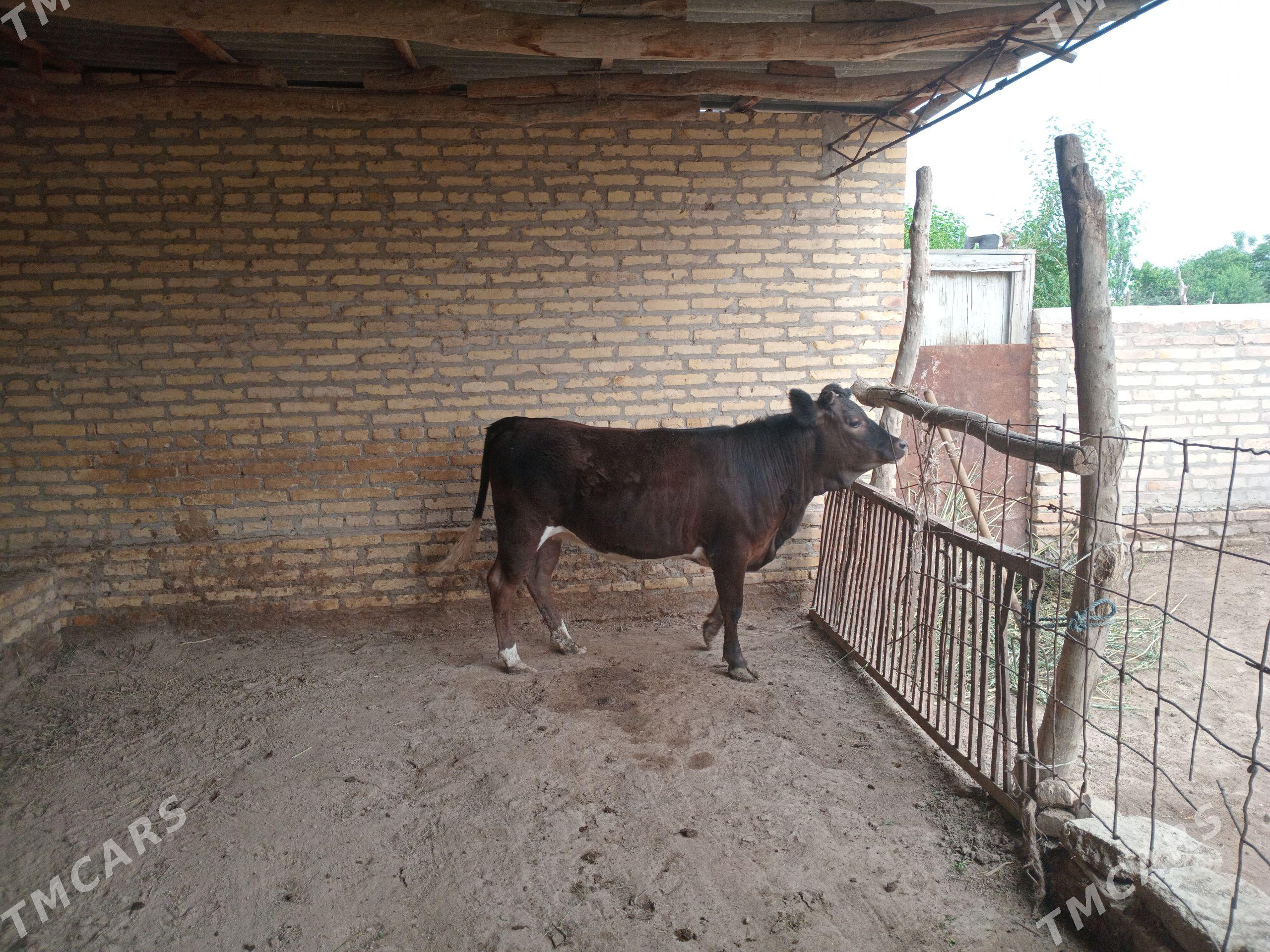 Gunajyn - Hojambaz - img 1