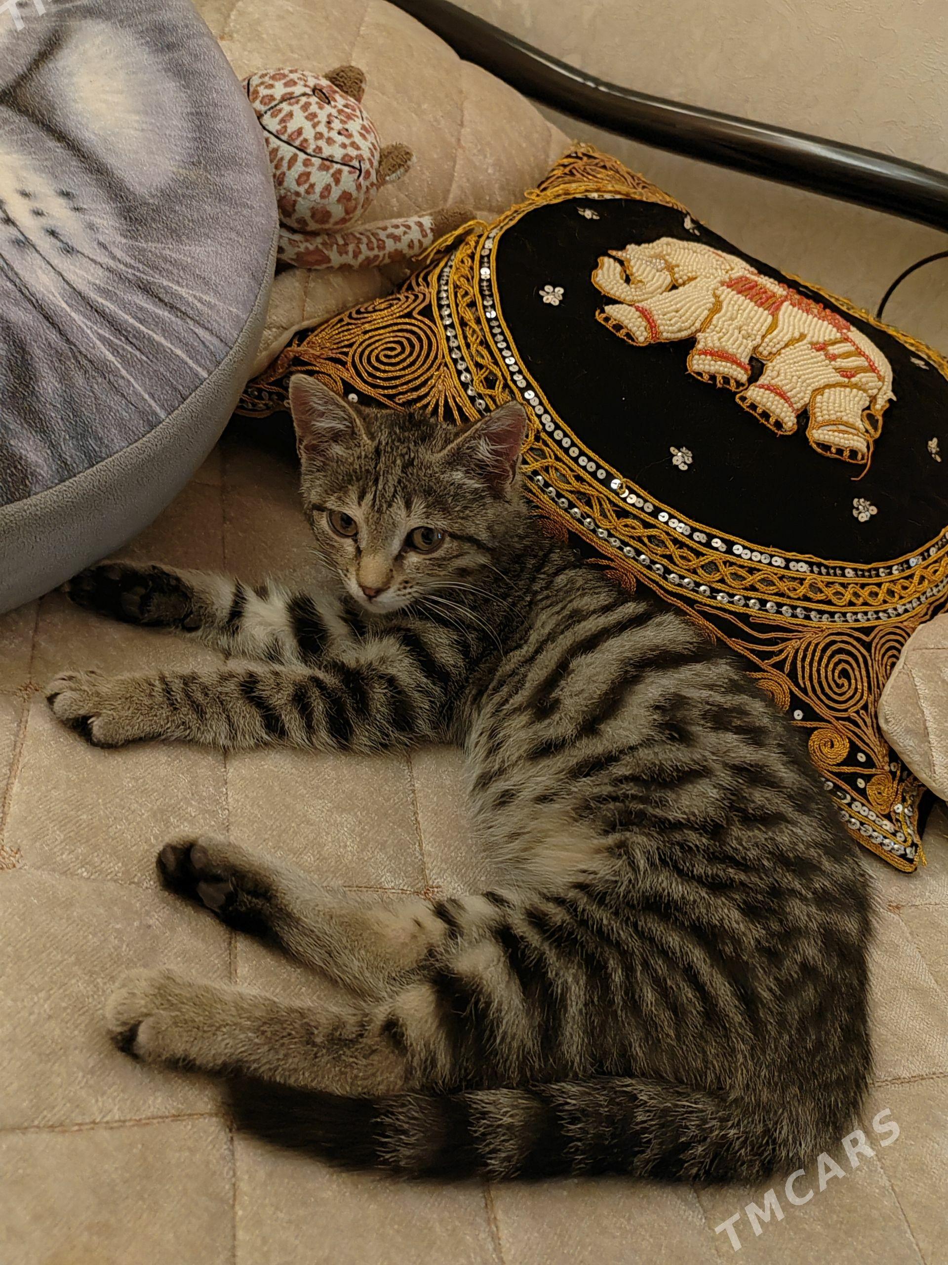 Котенок - Балканабат - img 1