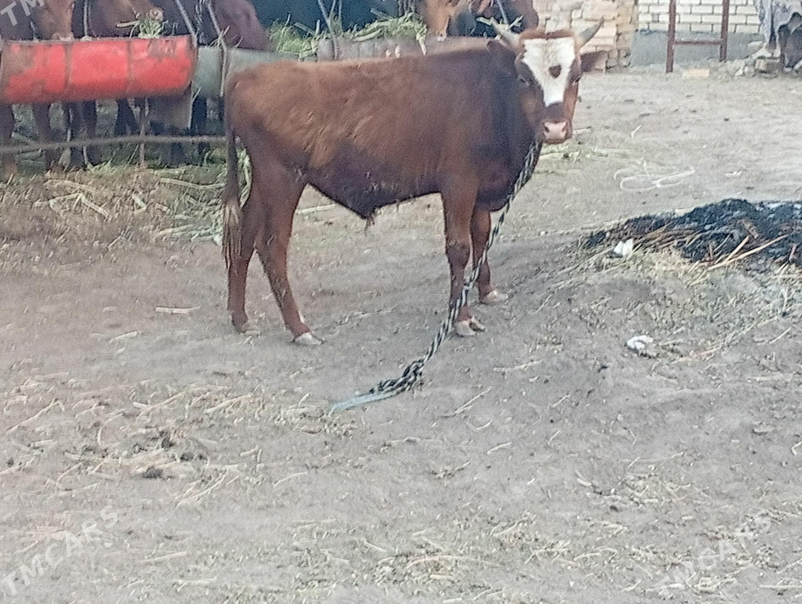 okuzçe gulajun - Мары - img 1