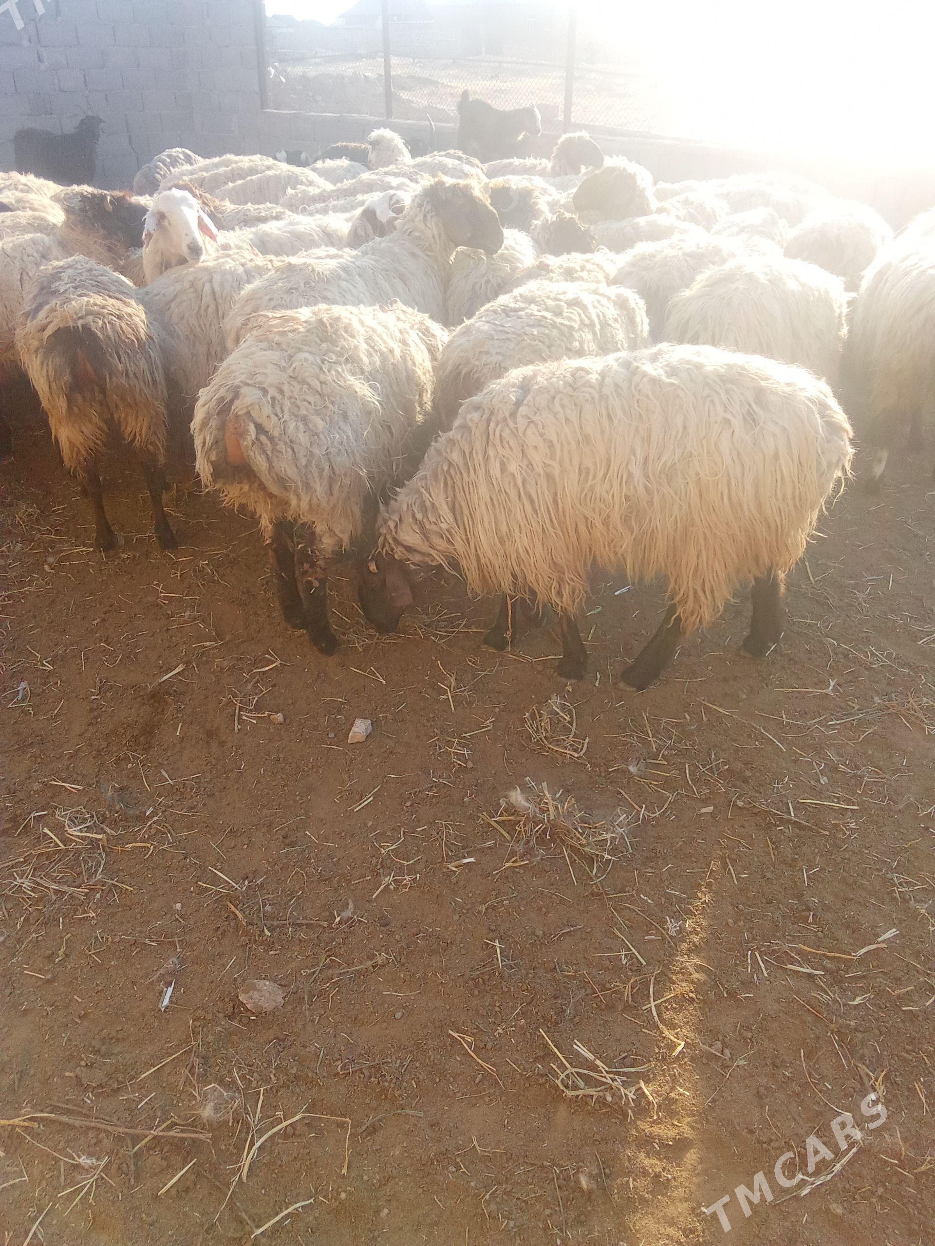 goyun - Türkmenbaşy - img 1