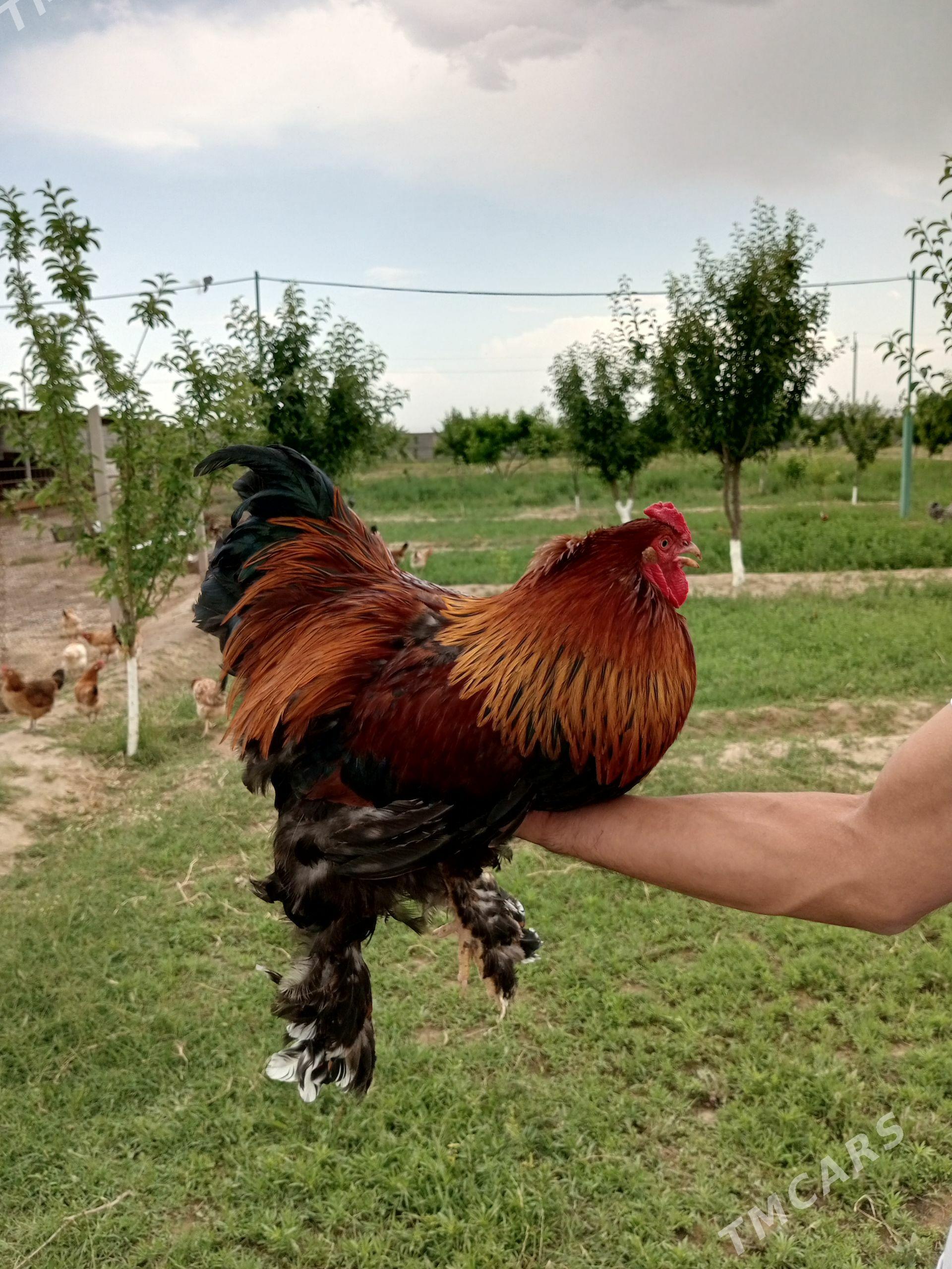 Gigant brama - Aşgabat - img 1