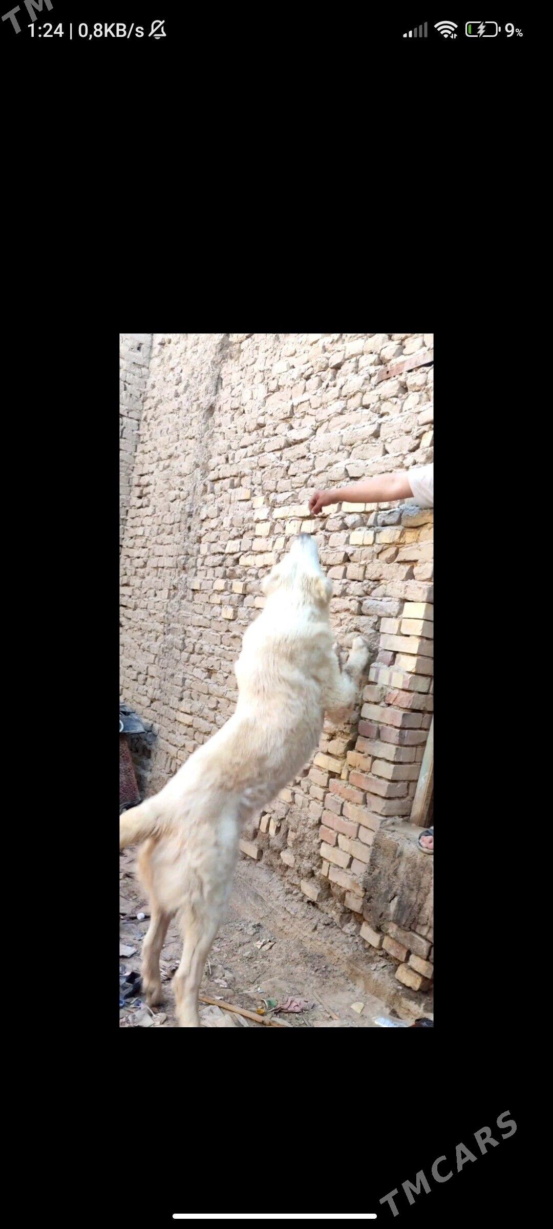 AKWAÝ - Wekilbazar - img 1