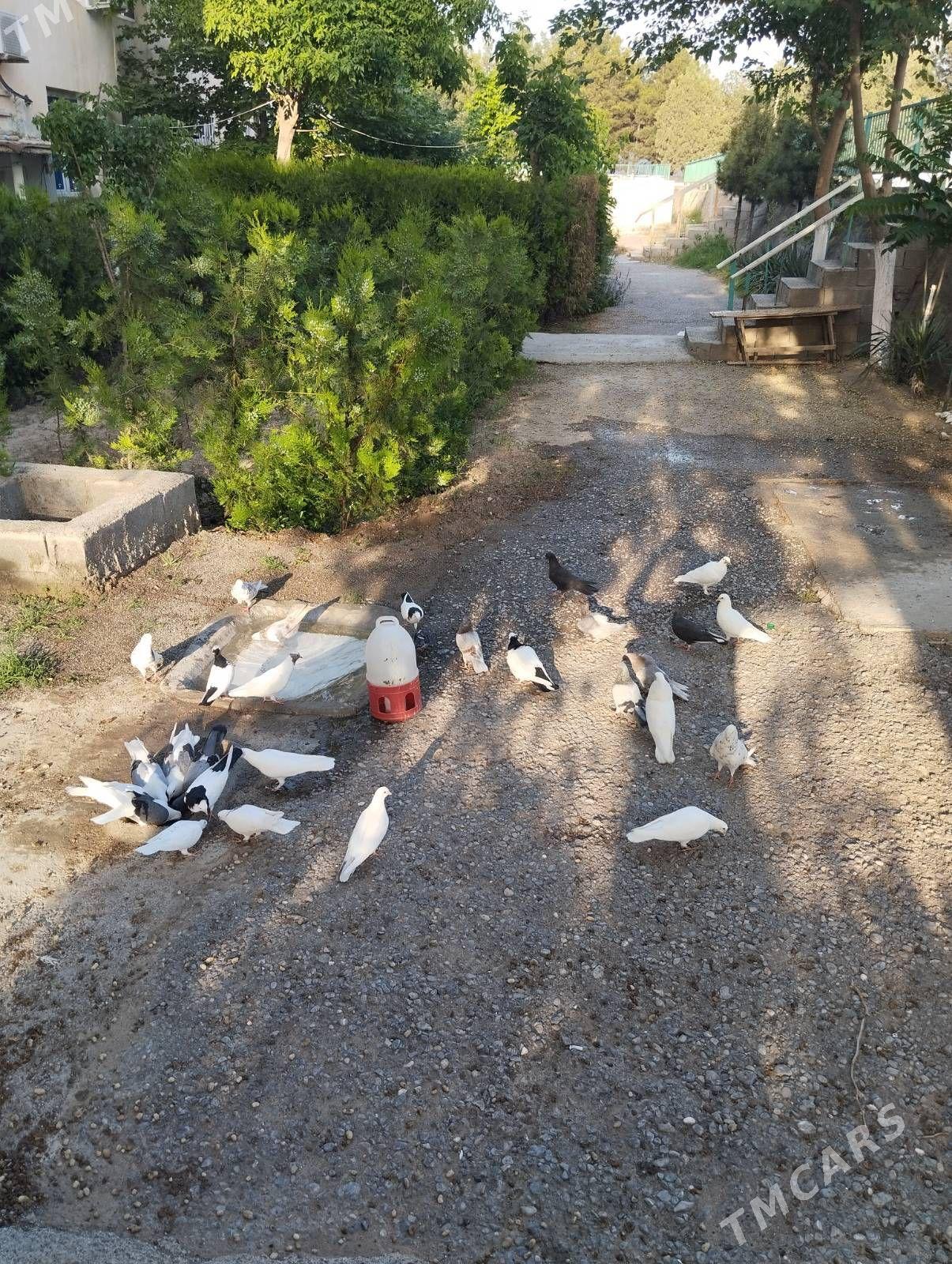 Kepderi - 10 mkr - img 1