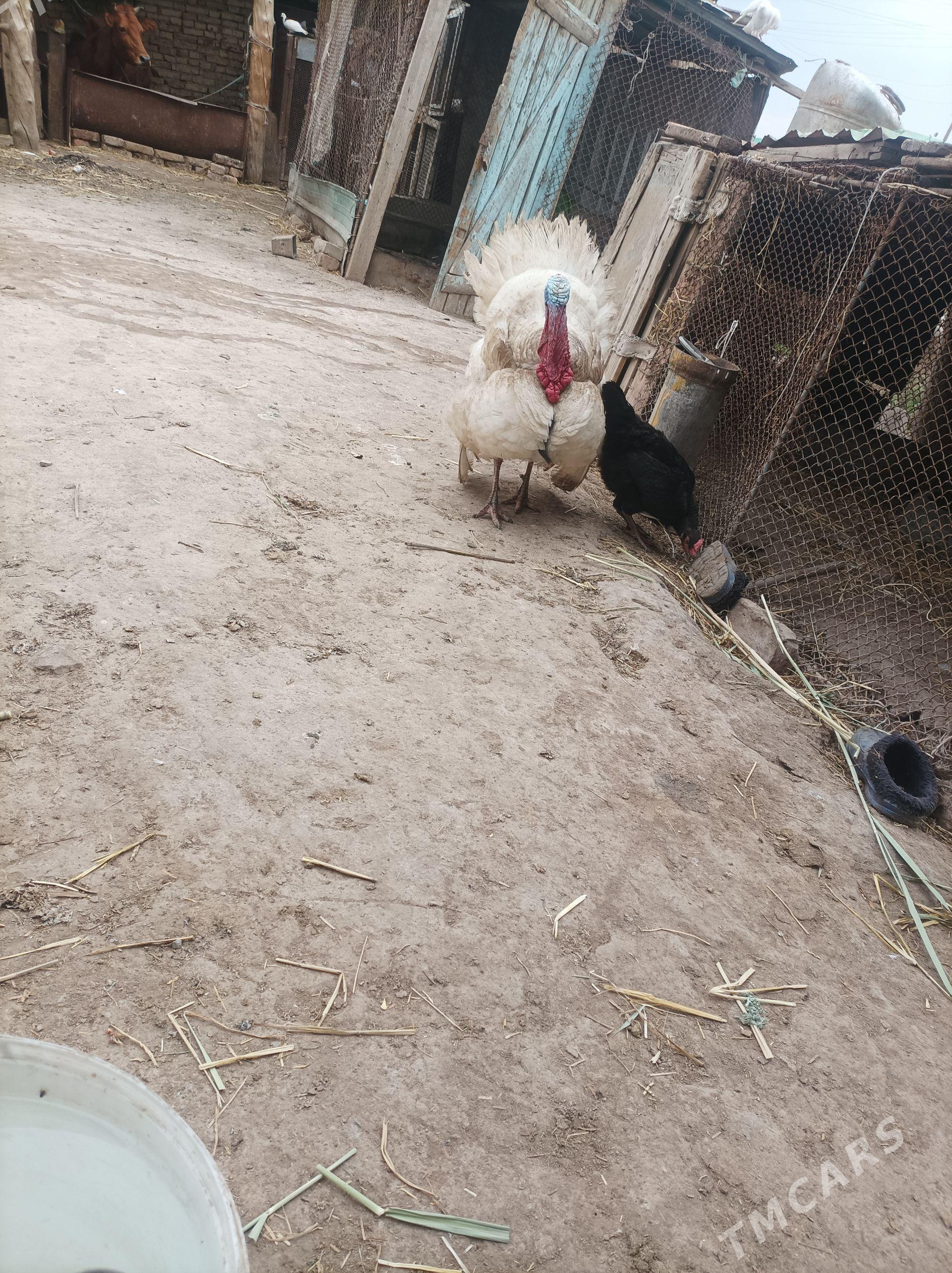 induk - Türkmenabat - img 1