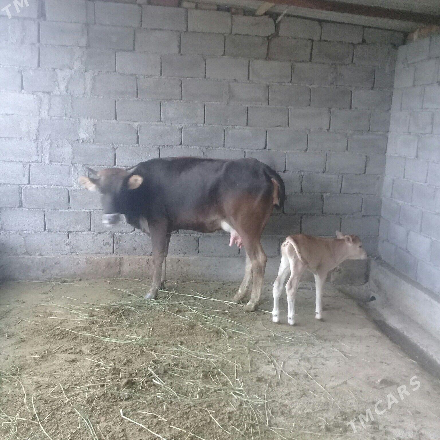 goleli sygyr - Babadaýhan - img 1