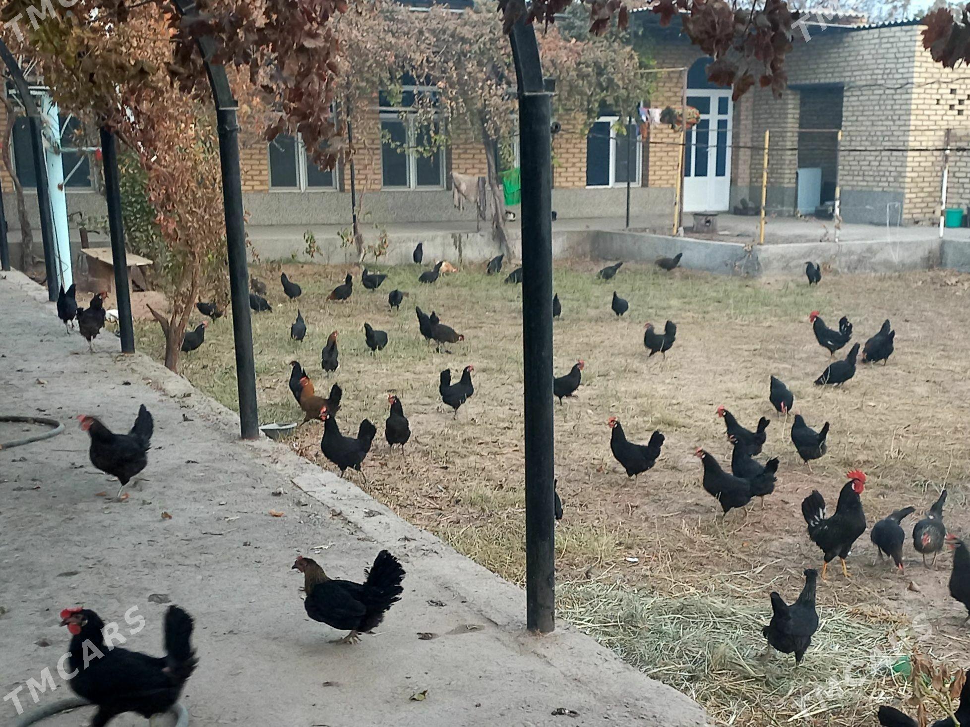 inkubator ucin yumurtga - Дянев - img 1