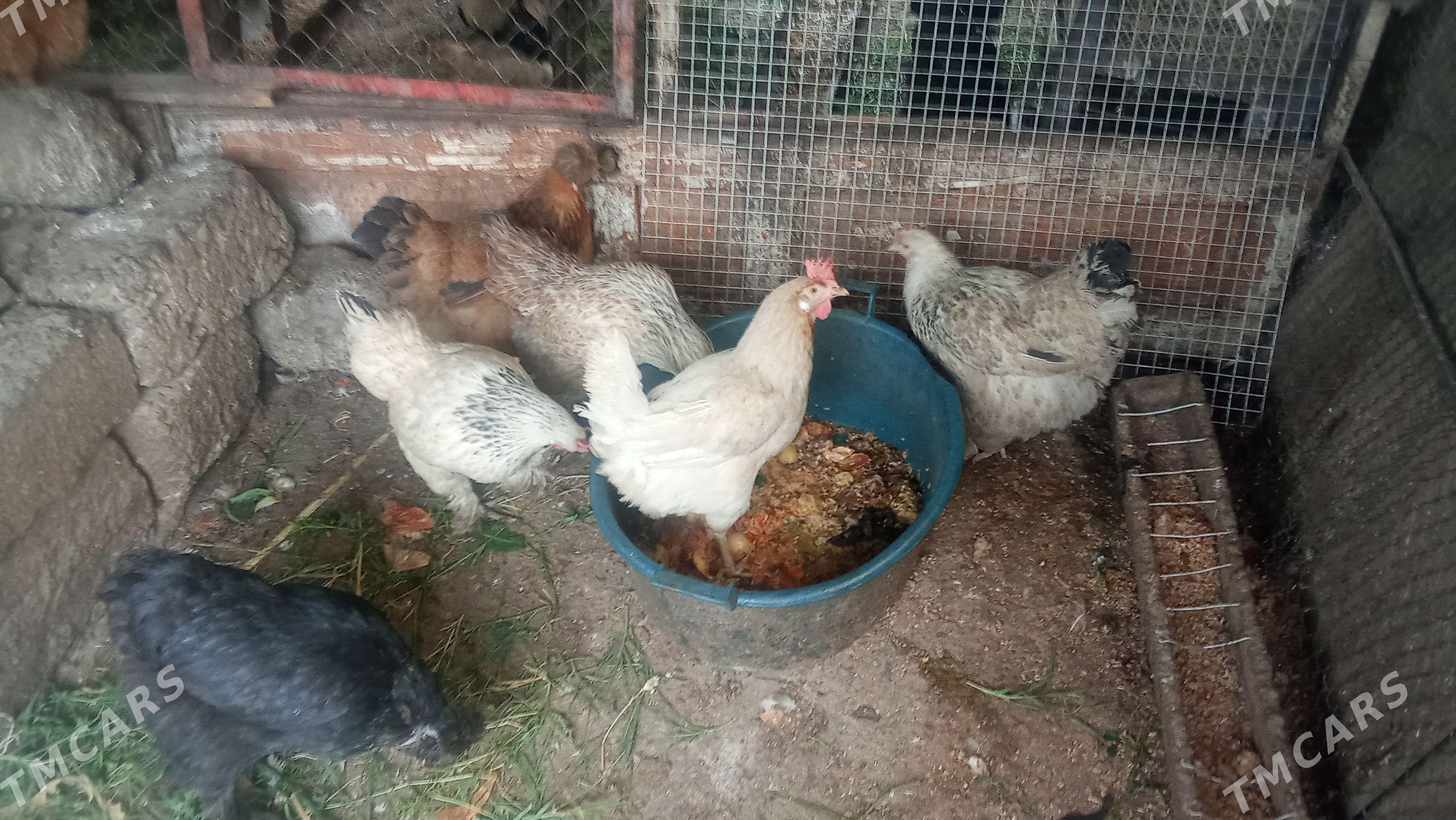 Brama Towuk - Büzmeýin - img 1
