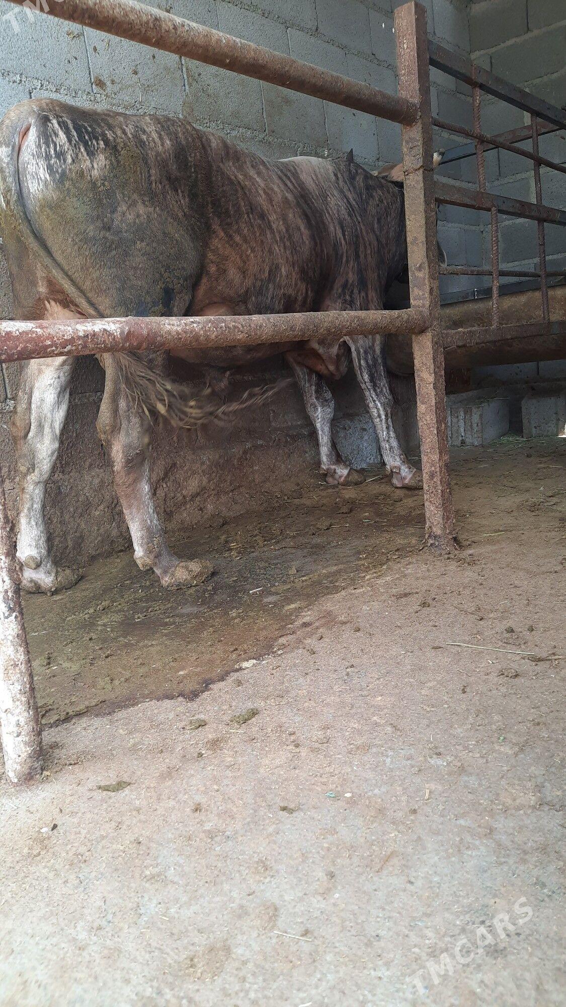 öküz - Bäherden - img 1