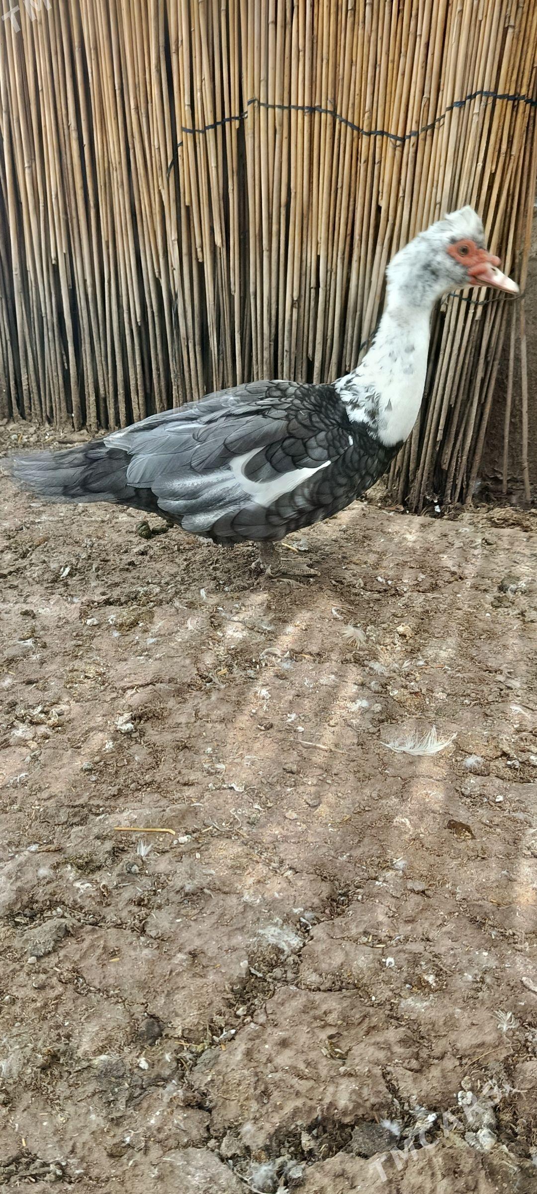 Kül reňk indautga horaz - Анев - img 1