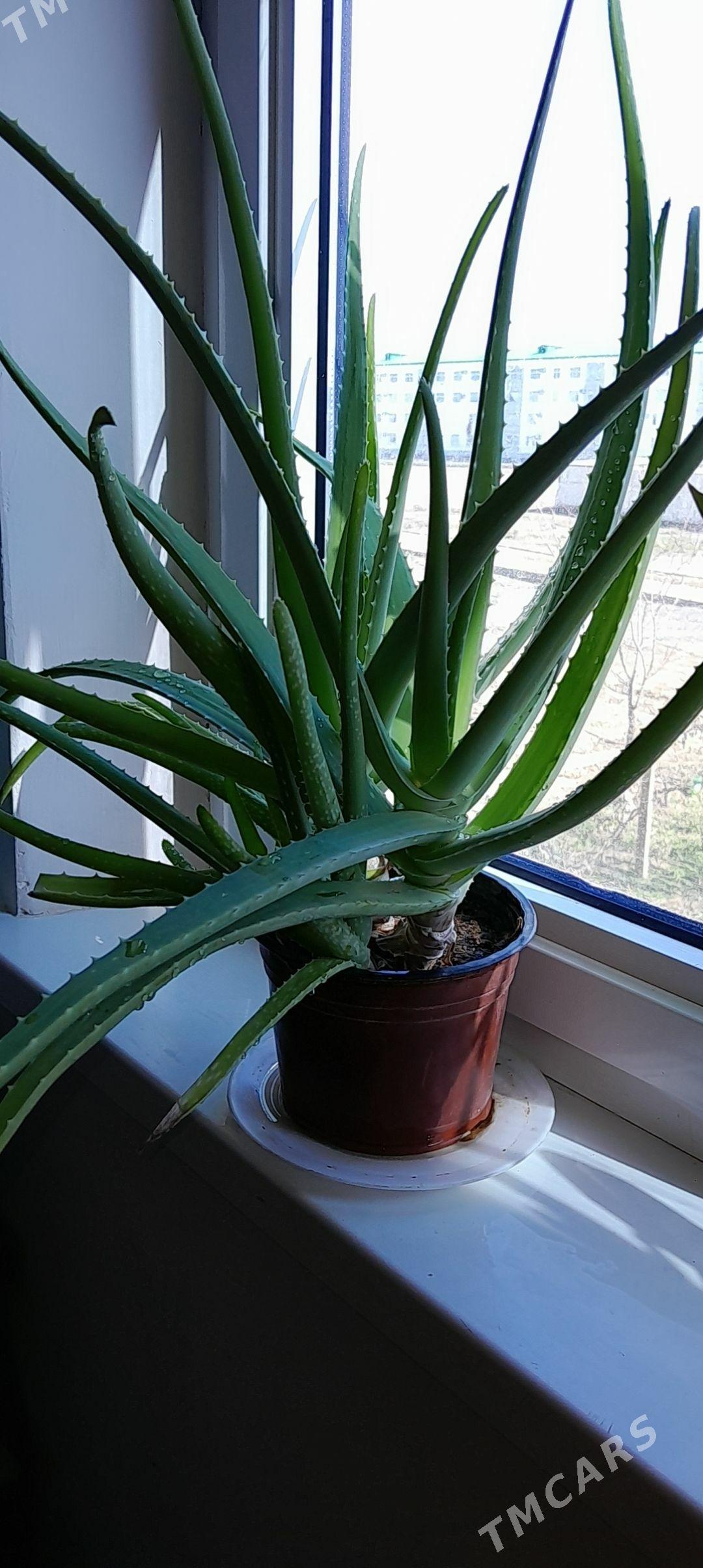 Aloe - Büzmeýin GRES - img 1