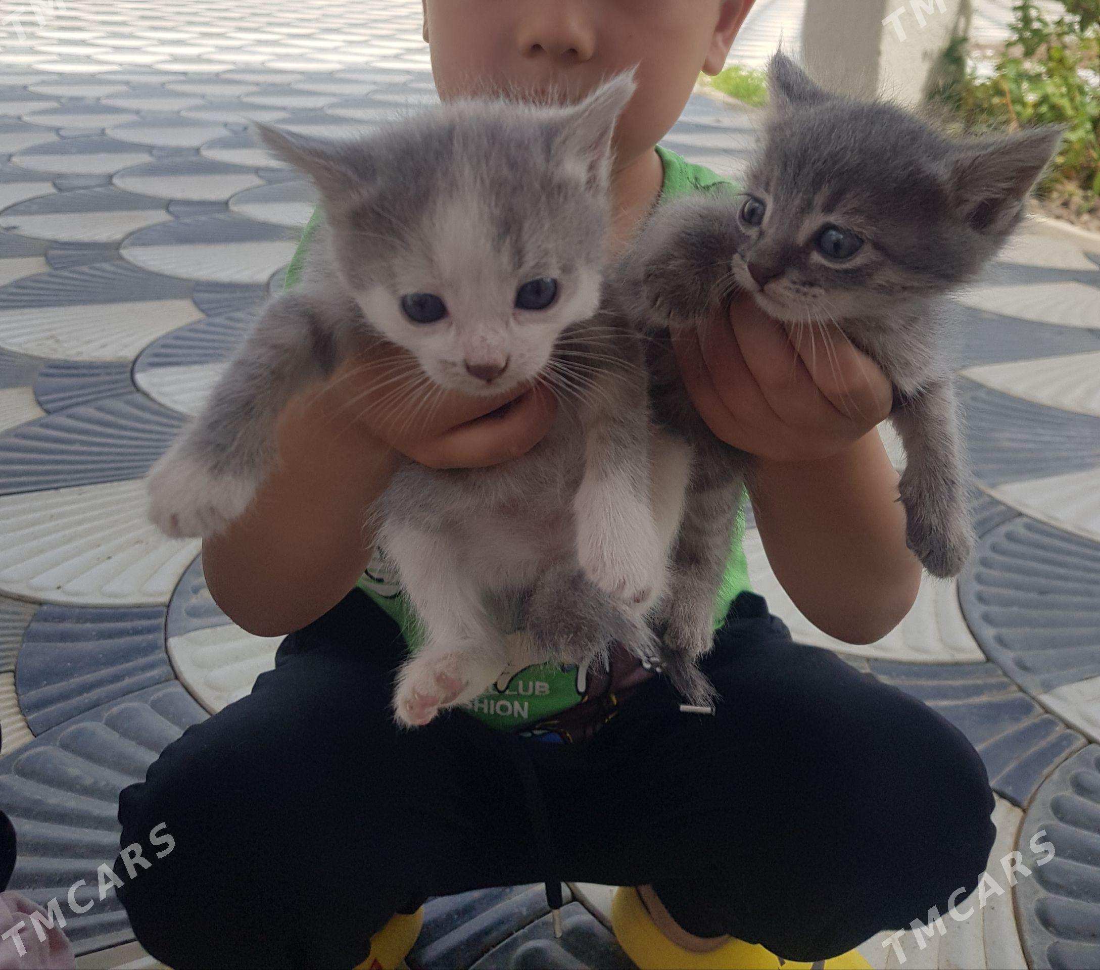 pişik satlyk - Çoganly - img 1