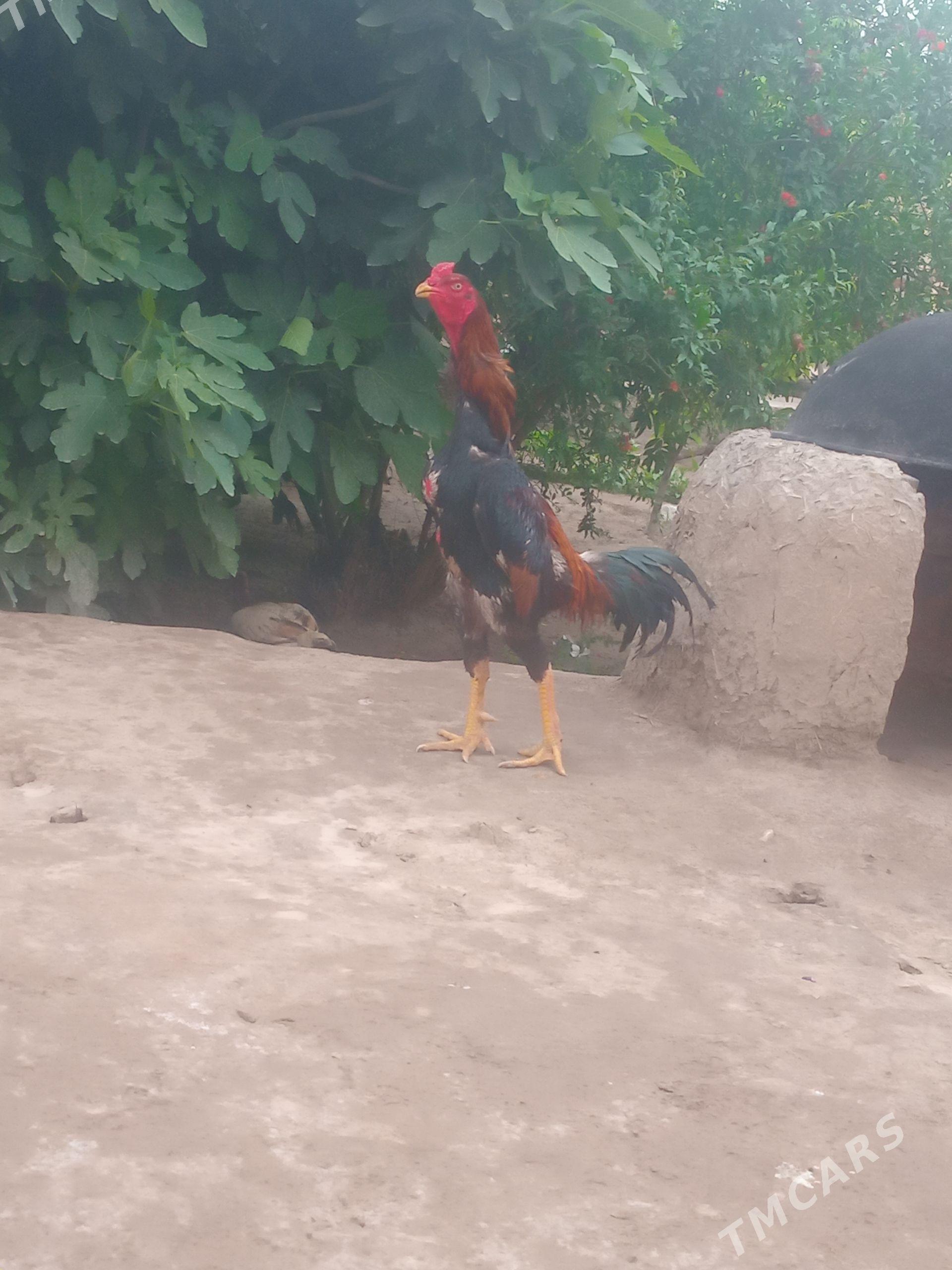horaz - Саят - img 1