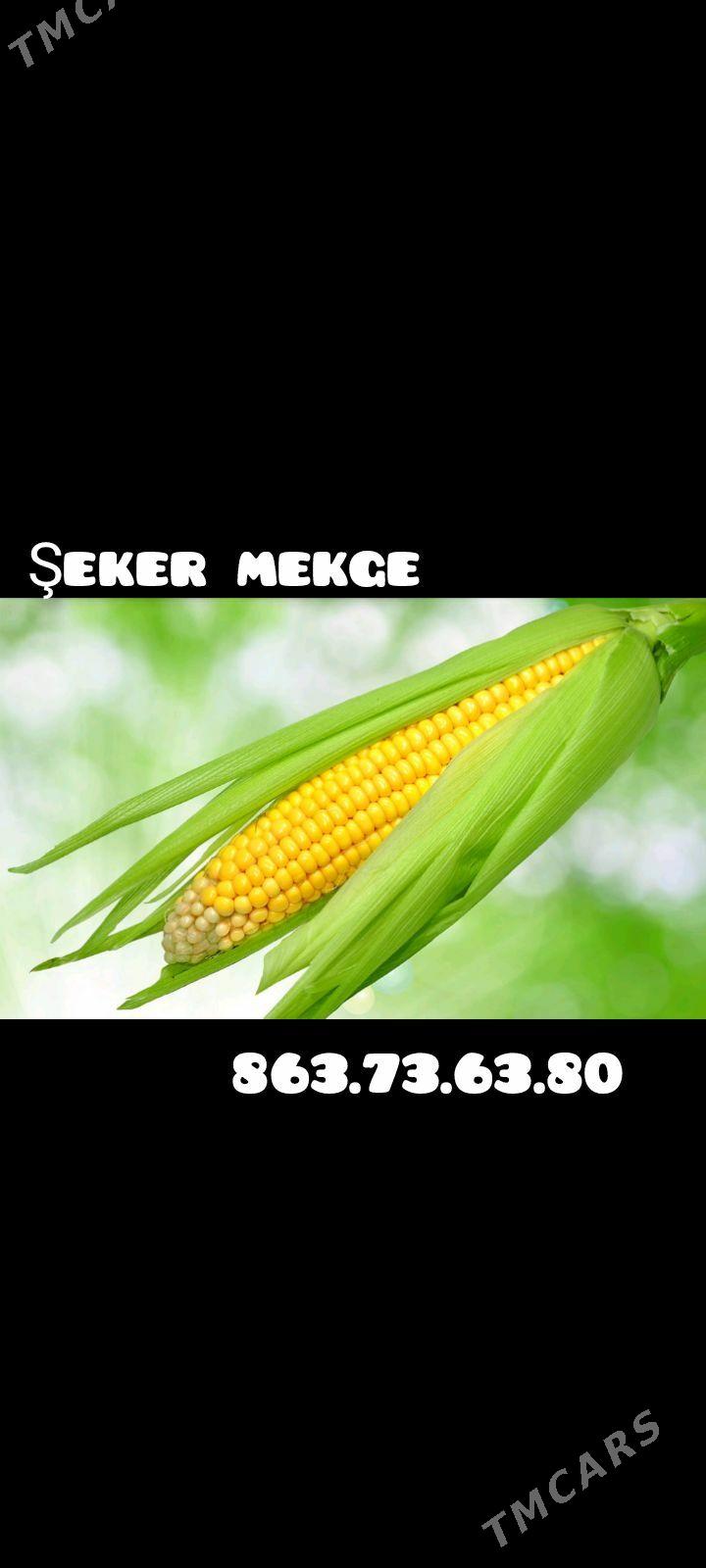 şeker mekge - Hitrowka - img 1