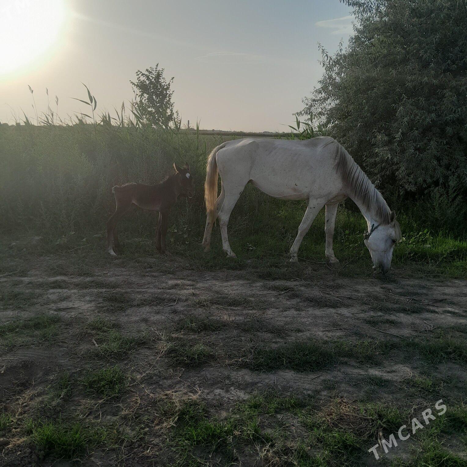 At - Саят - img 1