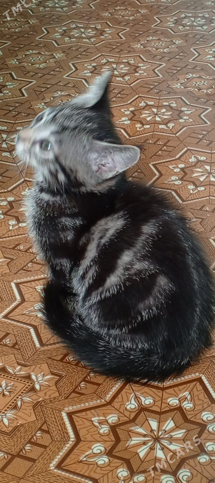 котята - Aşgabat - img 1