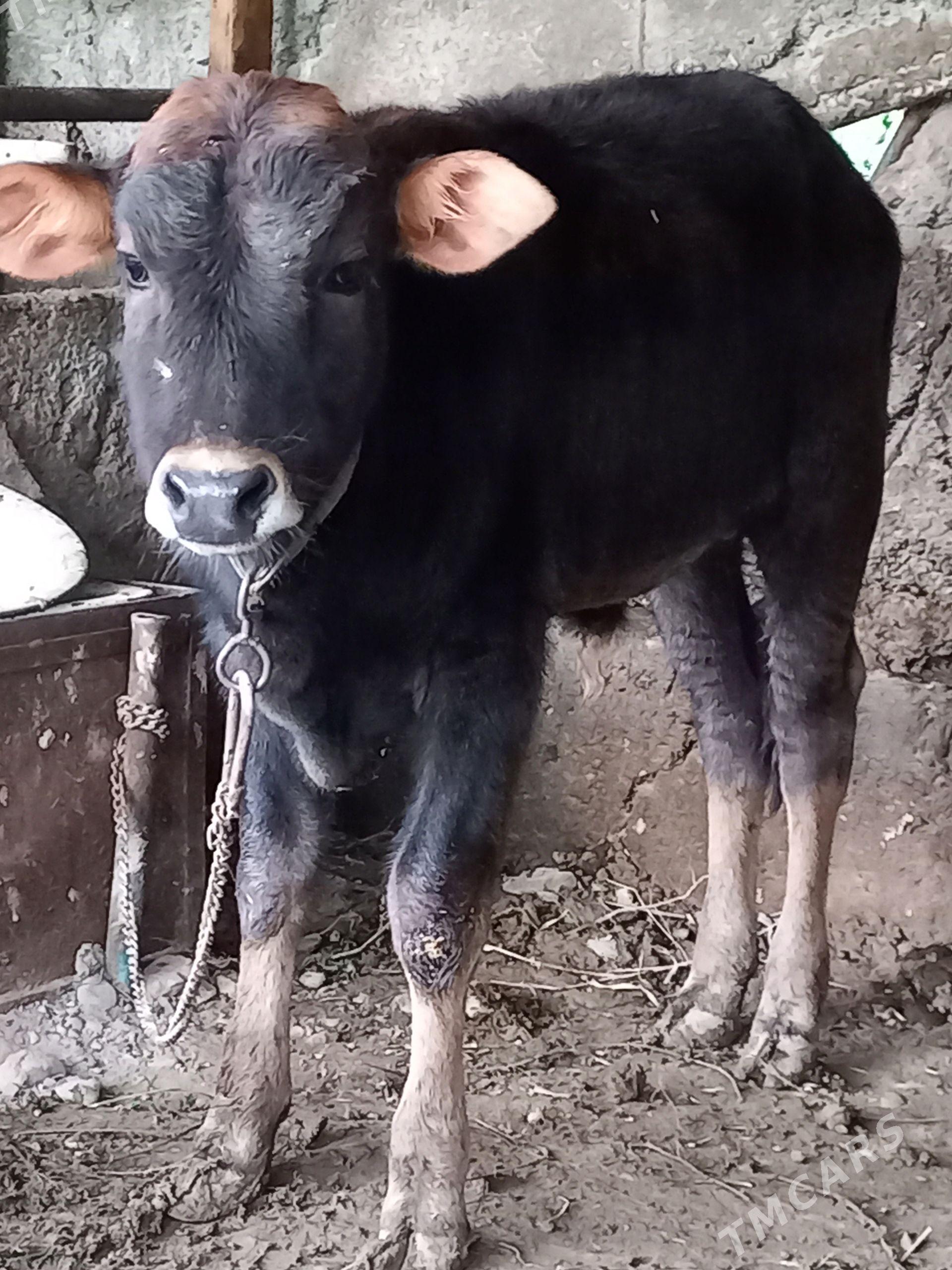 Okuzce - Bagyr - img 1