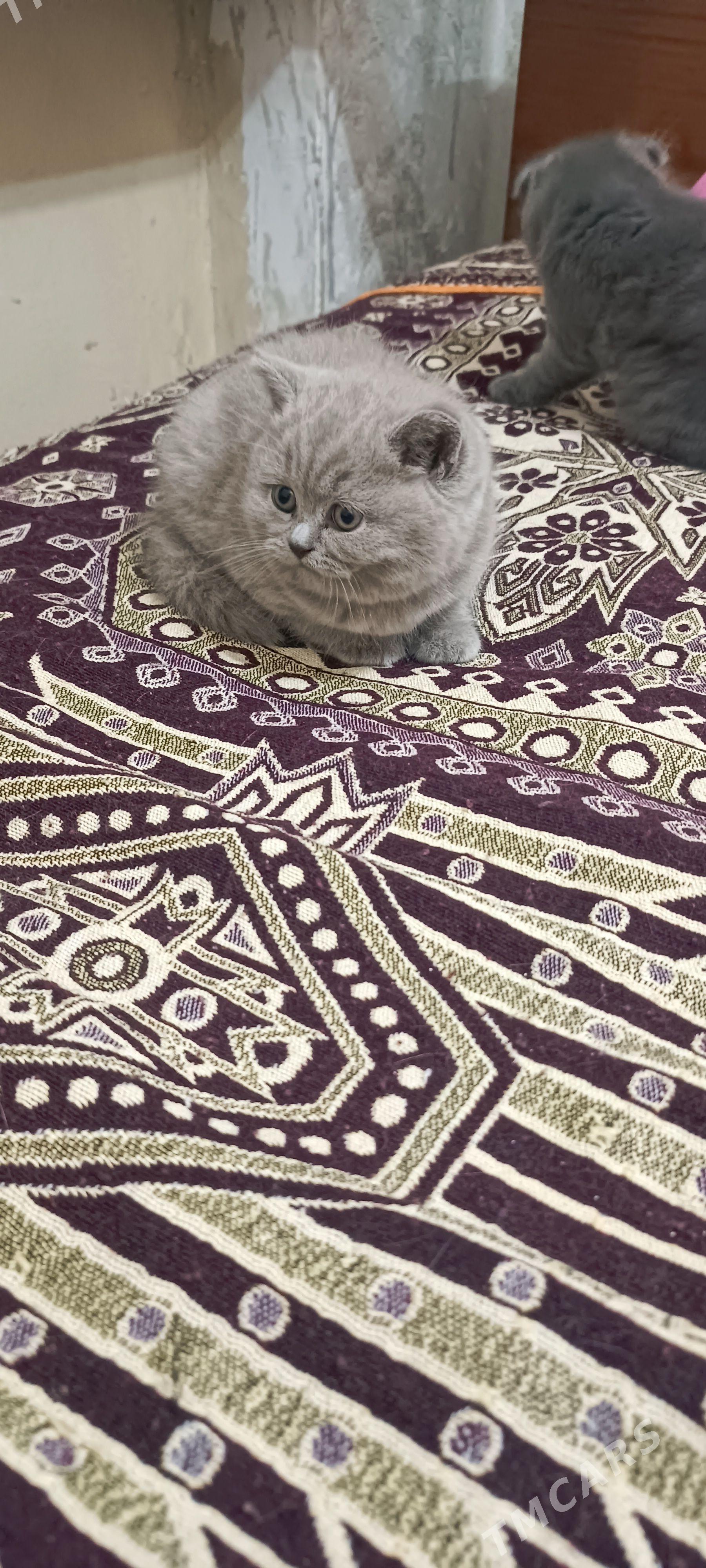 котёнок - 10 мкр - img 1