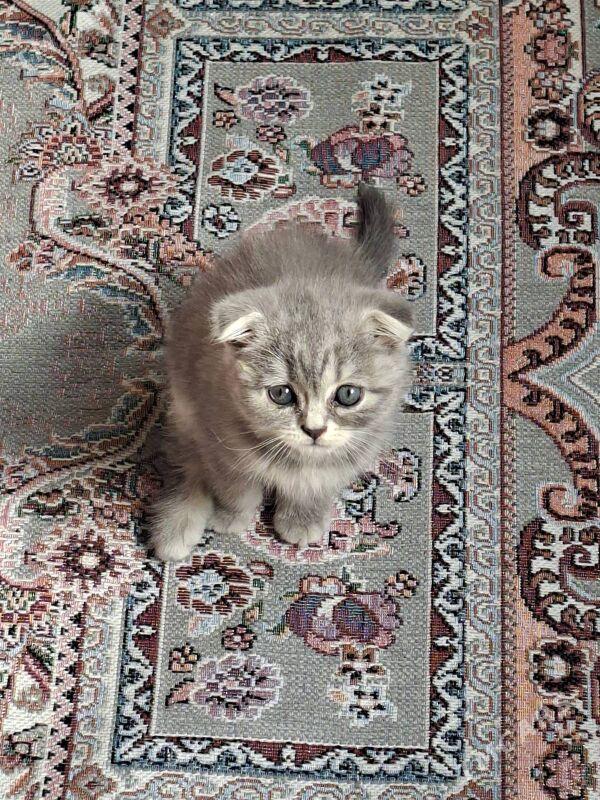 Котик - Ашхабад - img 1