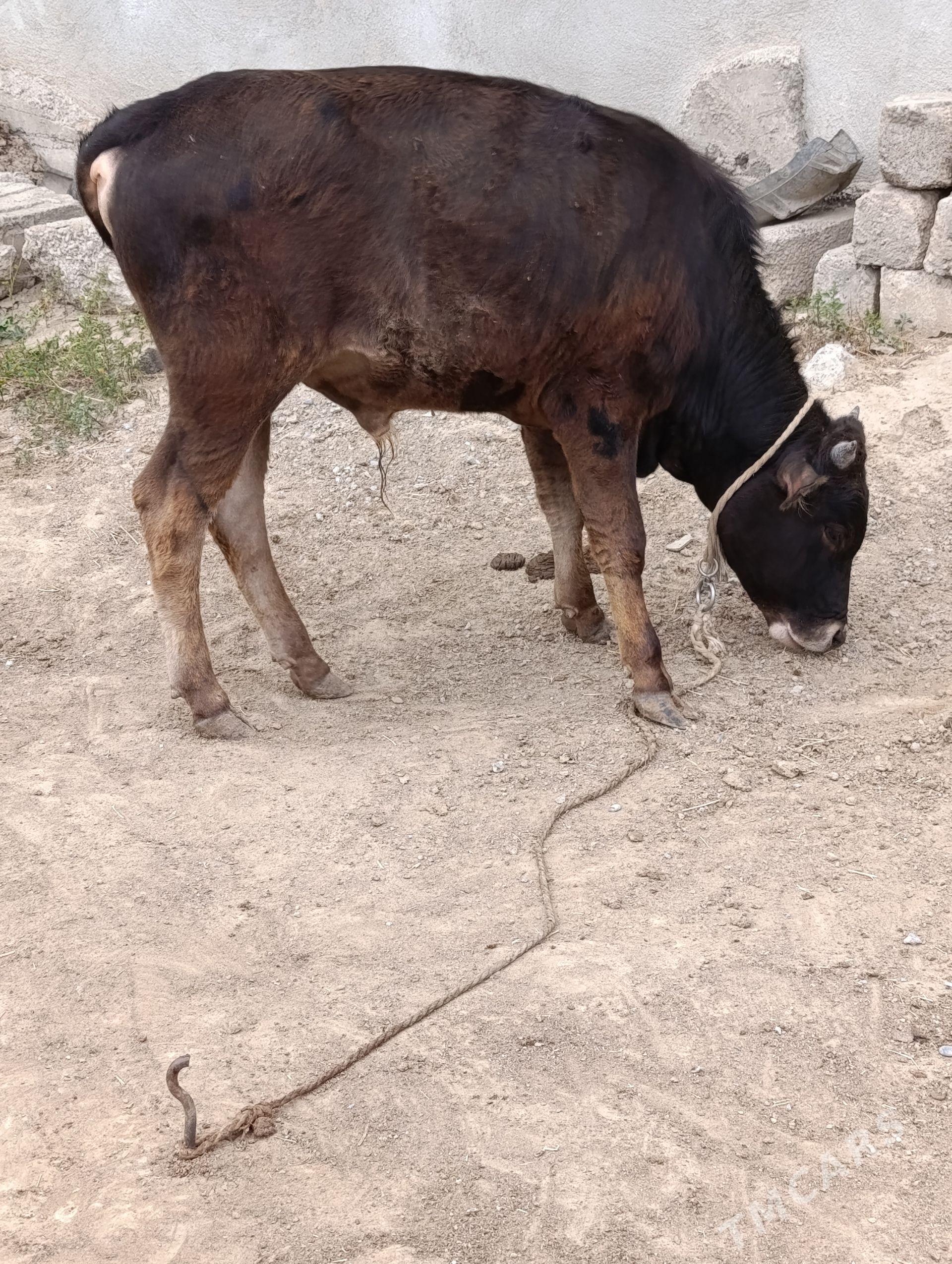 ÖKÜZ ŞWES - Büzmeýin - img 1