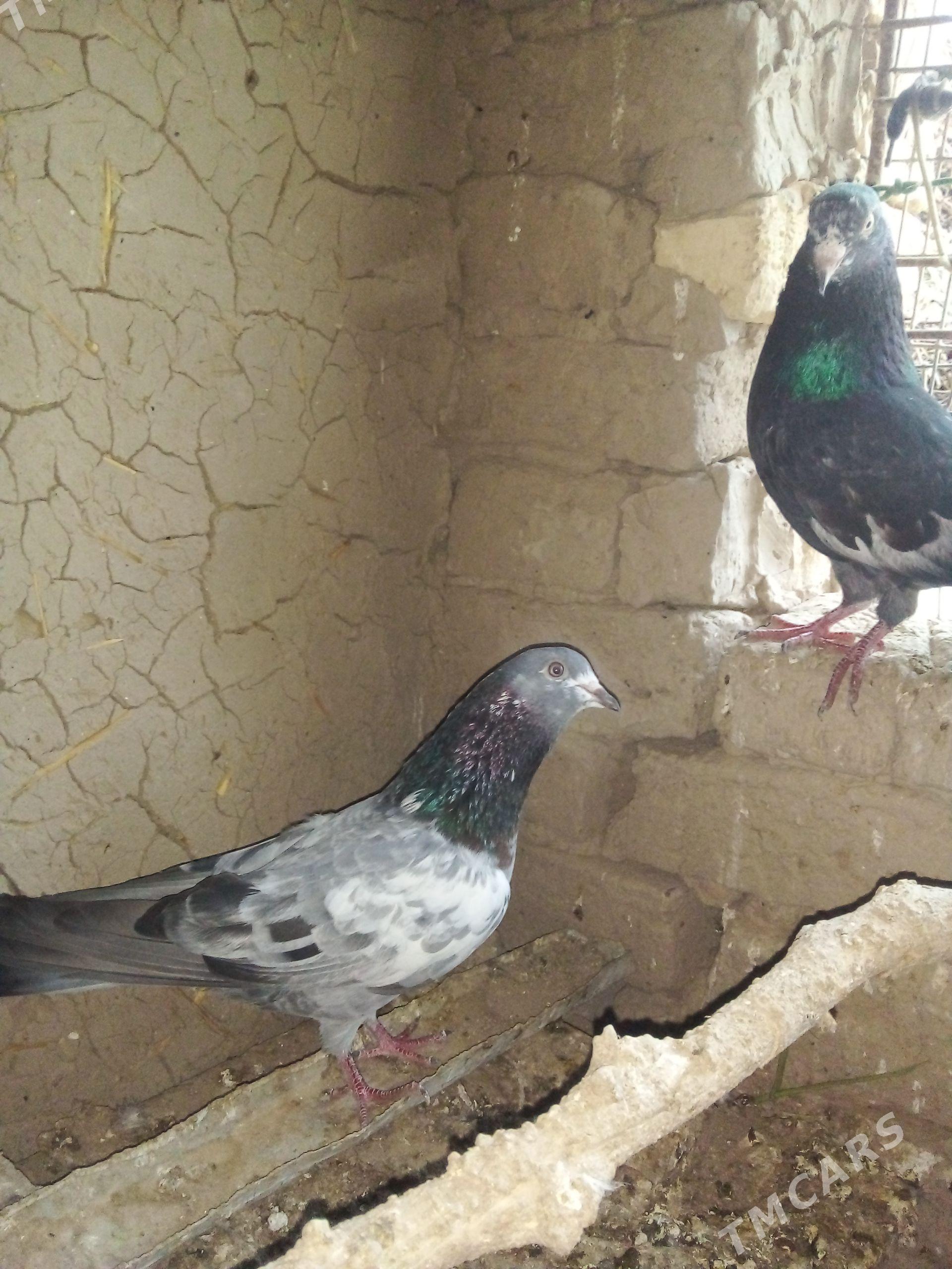 kepderi - Wekilbazar - img 1