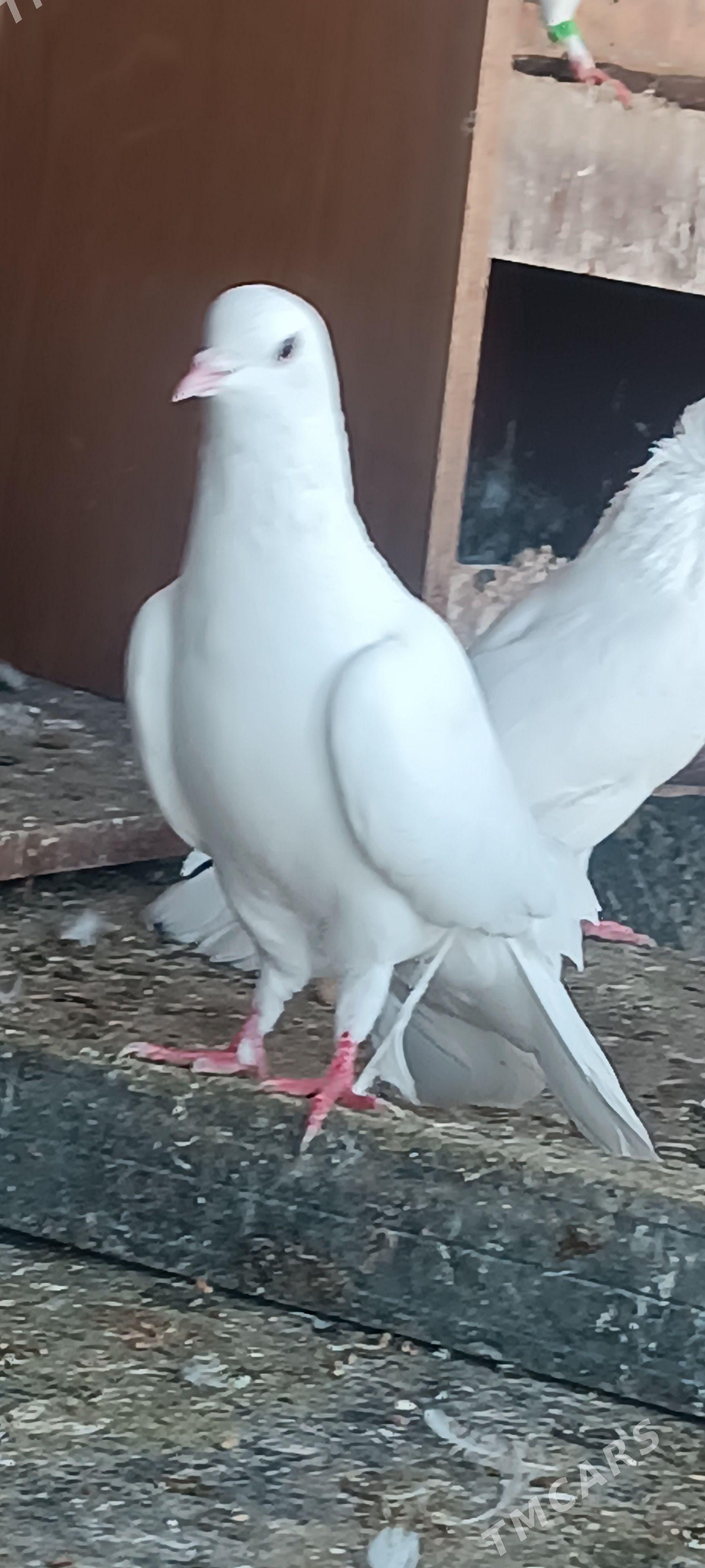 kepderi - Aşgabat - img 1