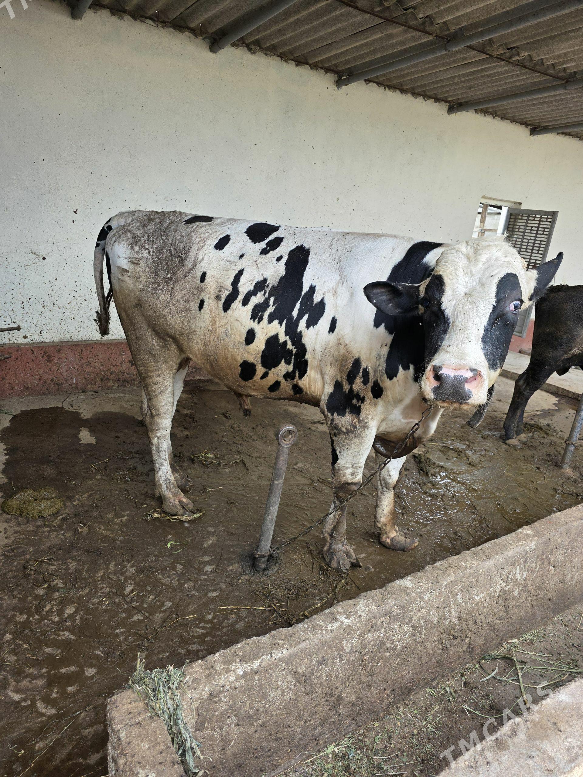 öküz ala - Büzmeýin - img 1