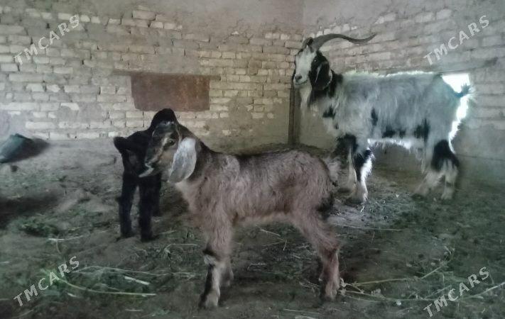 Ekiz owlakly geci - Baýramaly - img 1