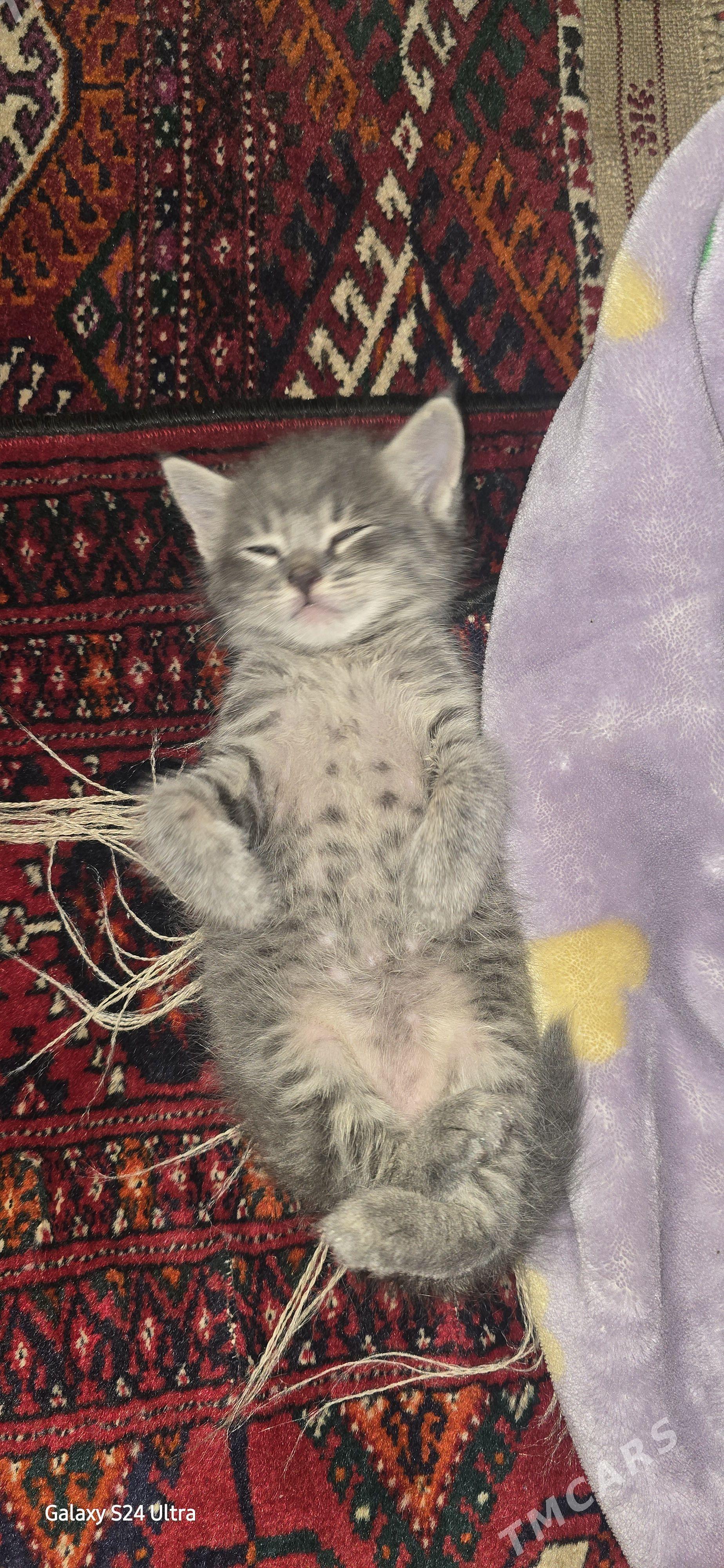 Котенок в добрые руки - Ашхабад - img 1