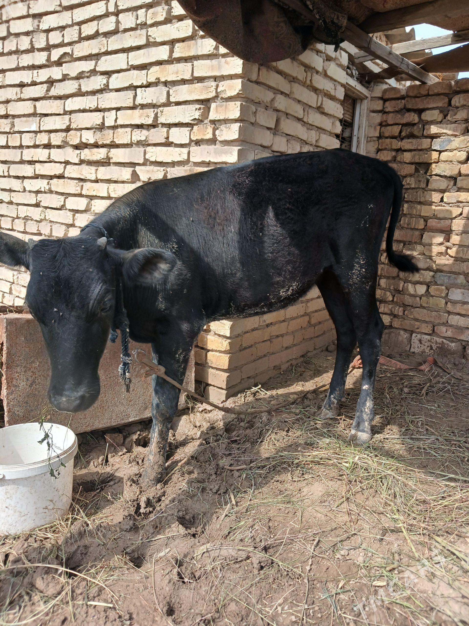 gulajyn gole - Mary - img 1