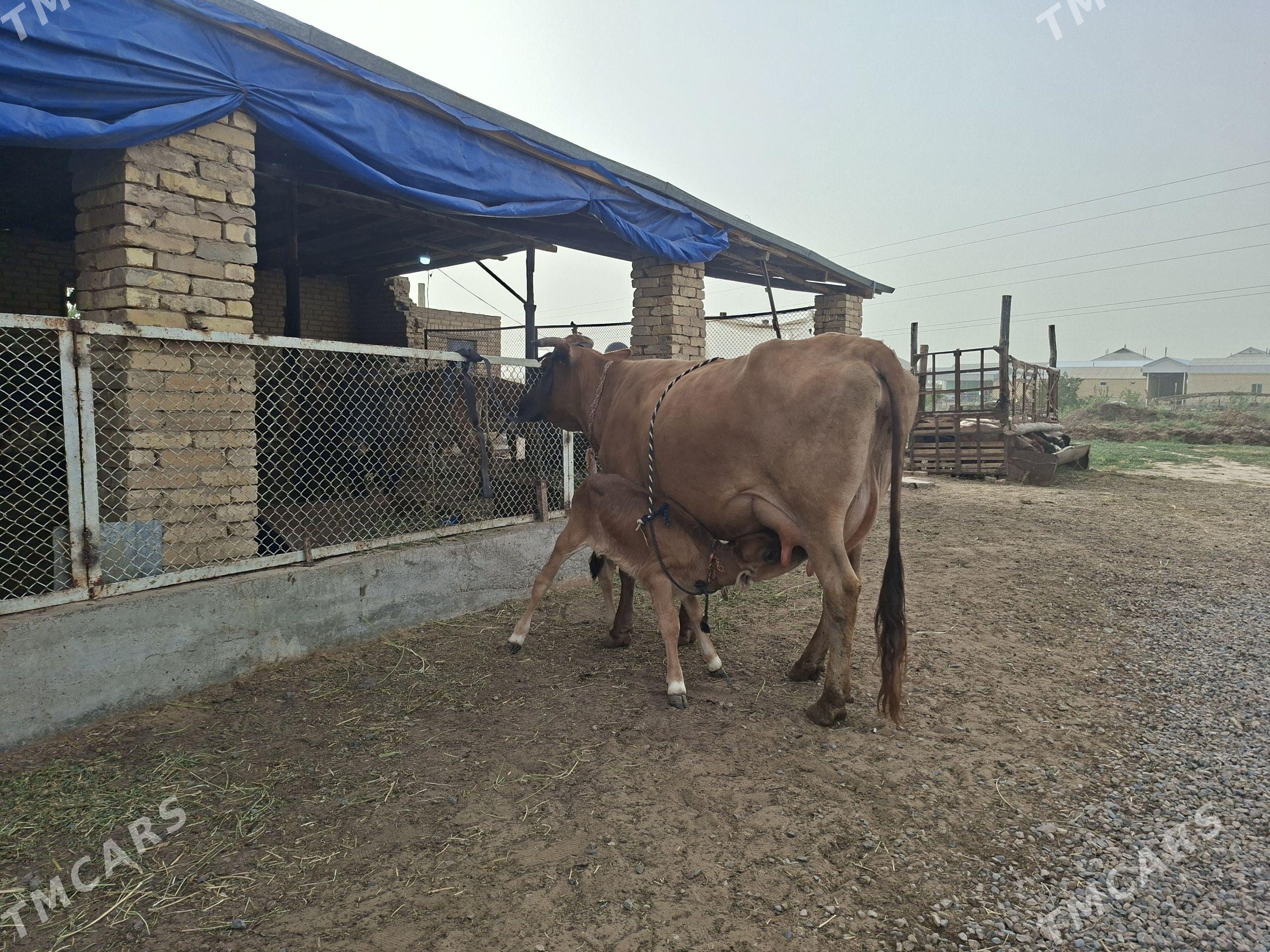 göleli sygyr - Murgap - img 1
