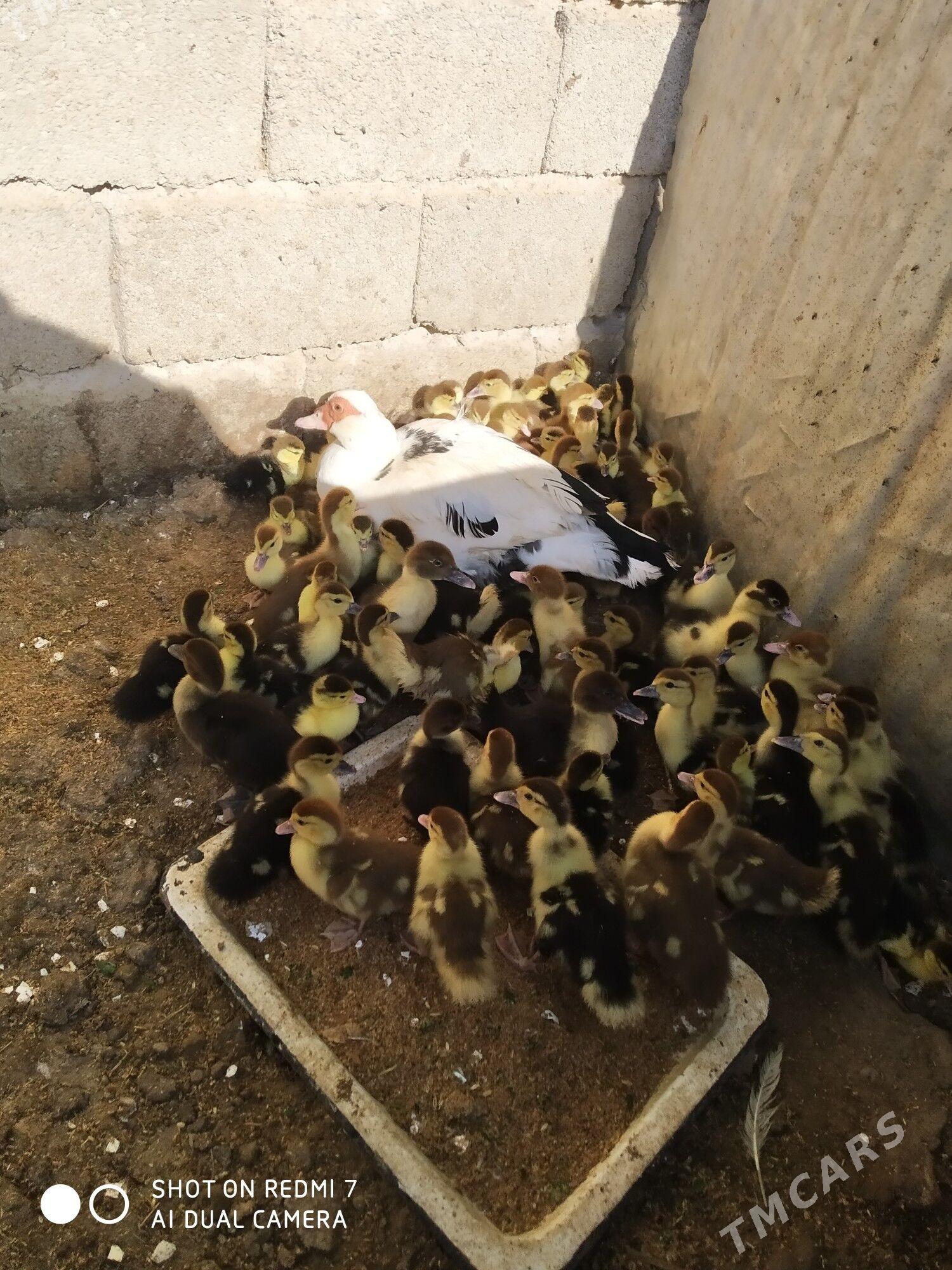 ördek - Türkmenbaşy - img 1