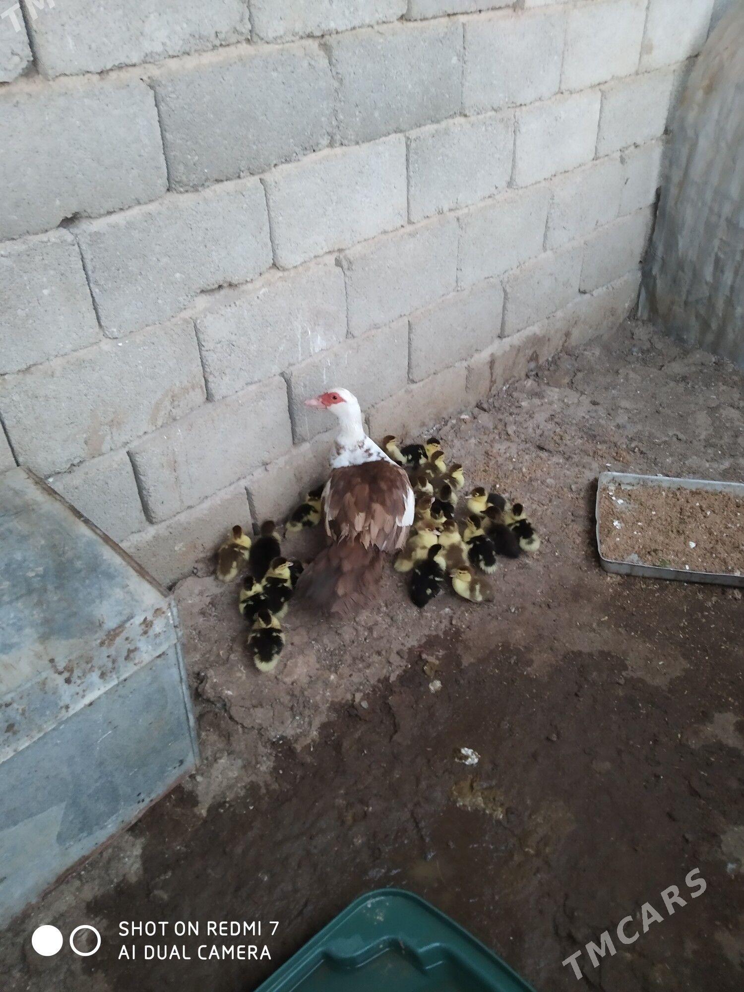 ördek - Türkmenbaşy - img 1